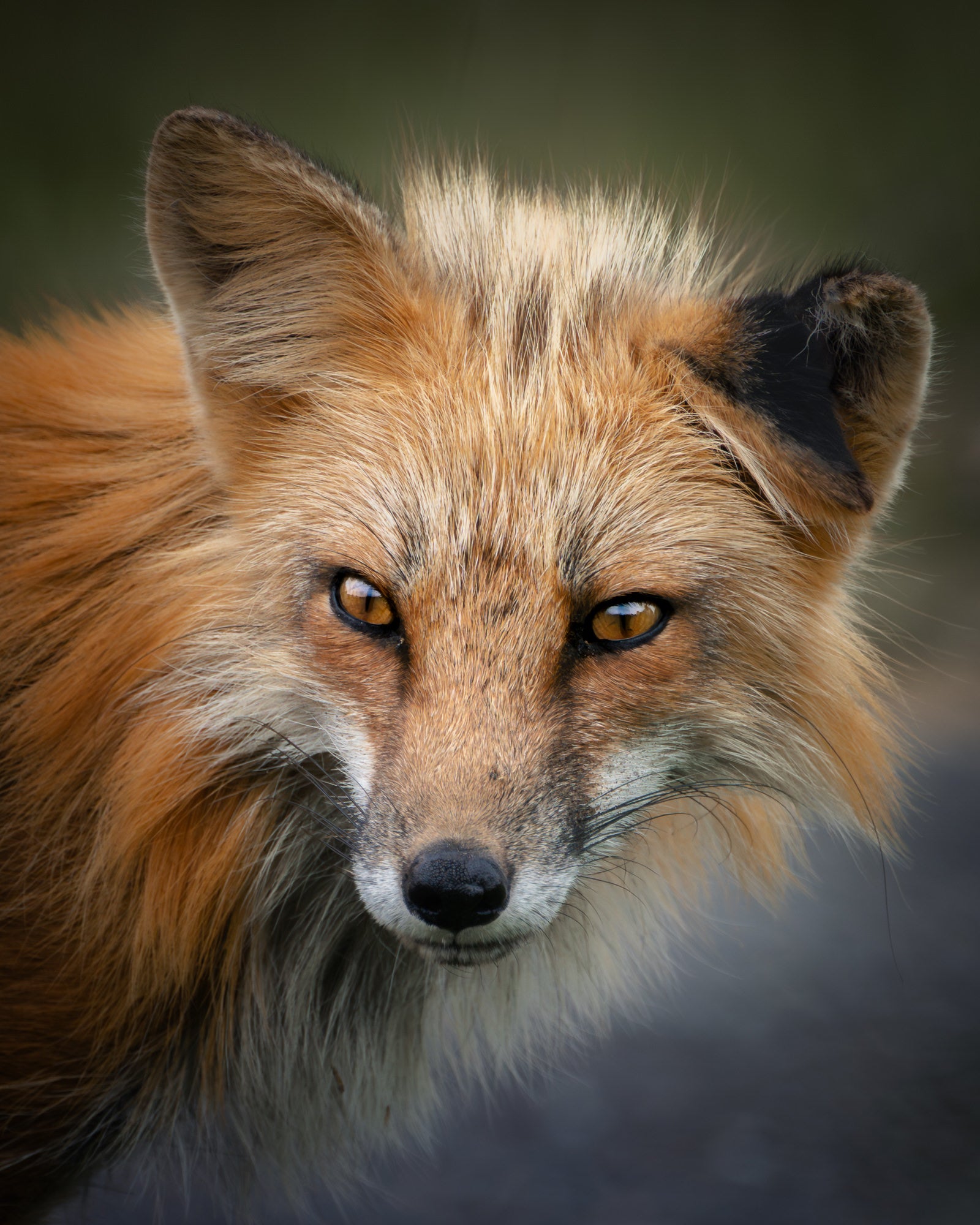 Close-up portrait of a red fox with amber eyes and a torn ear tip, fine fur detail against a smooth background.