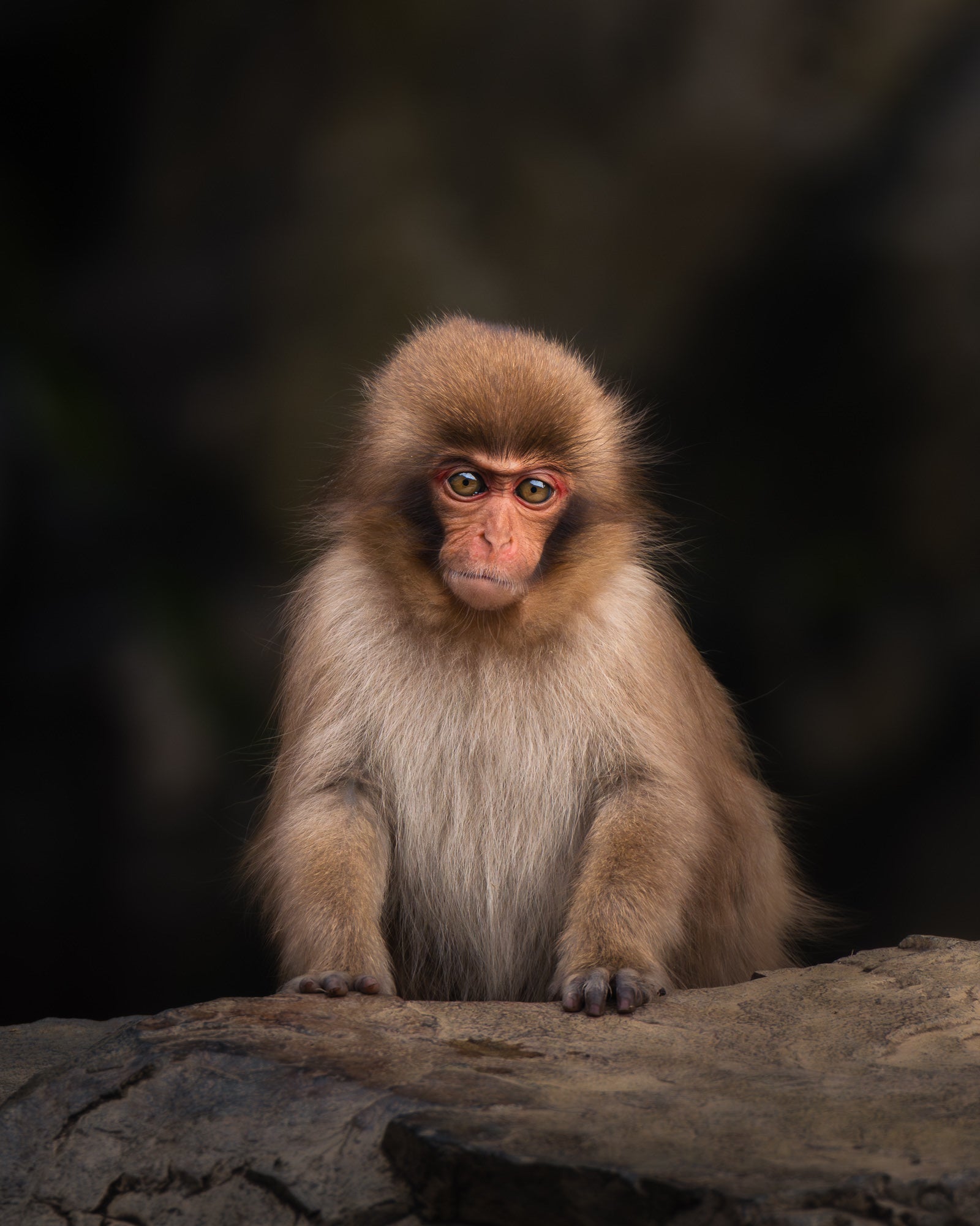Young Japanese macaque sitting on a rock, soft brown fur and red face sharply lit against a dark, blurred background.