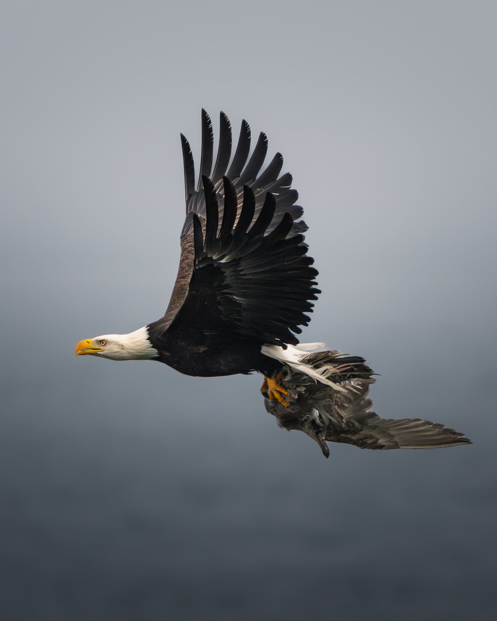 Bald eagle in flight carrying a gull in its talons, wings spread wide against a gray sky.