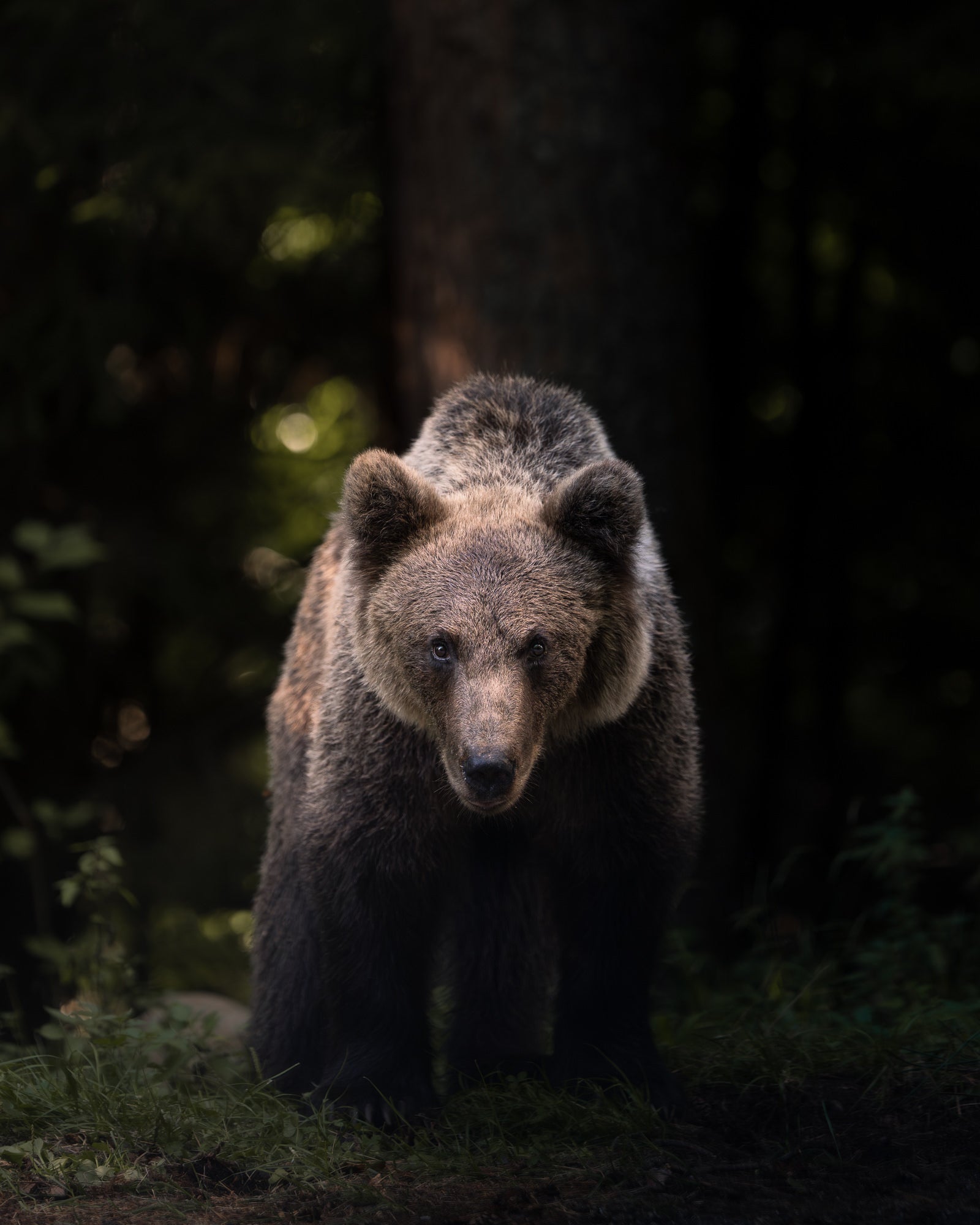 Brown bear standing in a shaded forest clearing, facing the camera with soft rim light on its fur.