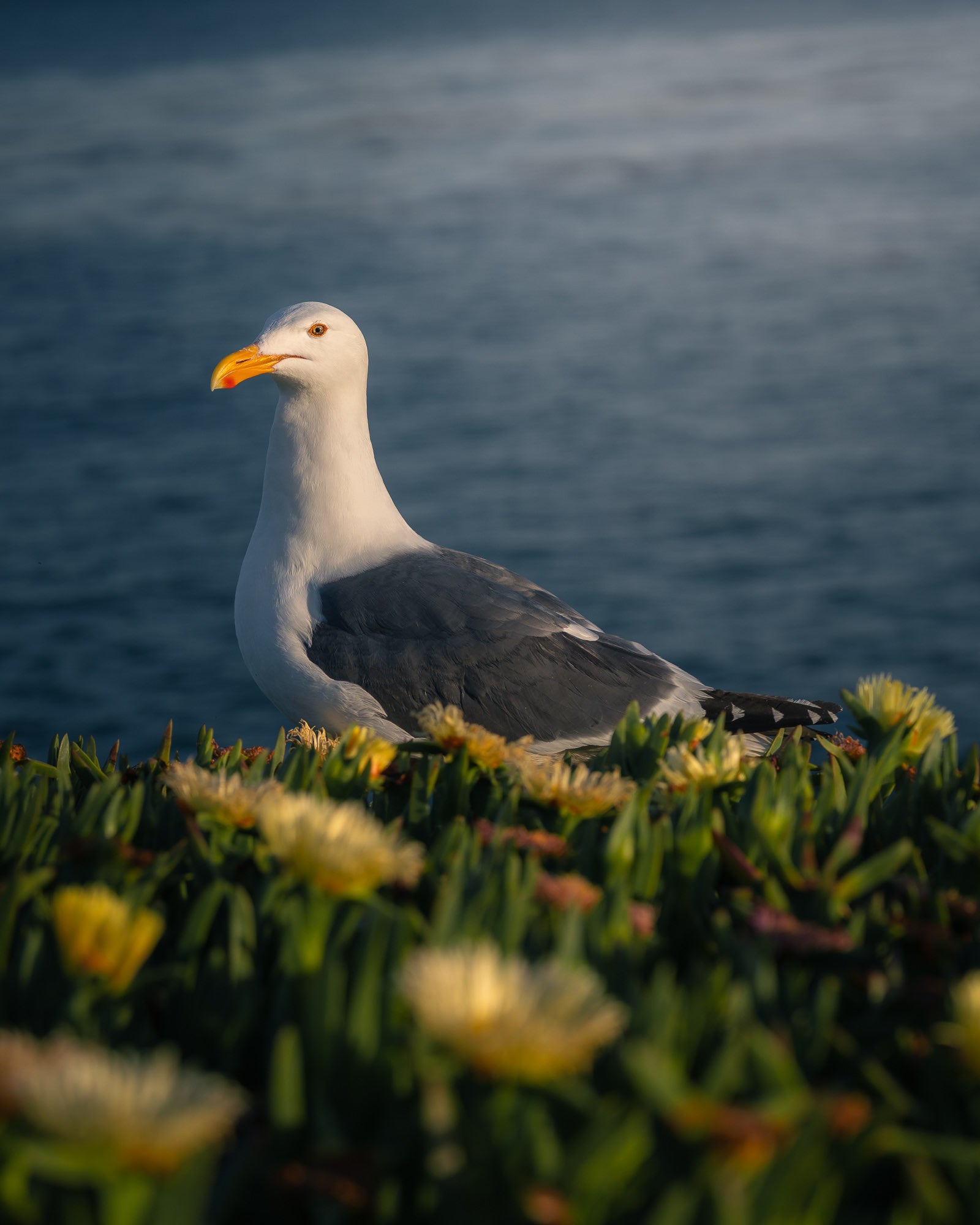 Western gull at golden hour on a coastal bluff, framed by yellow flowers with the ocean softly blurred behind.