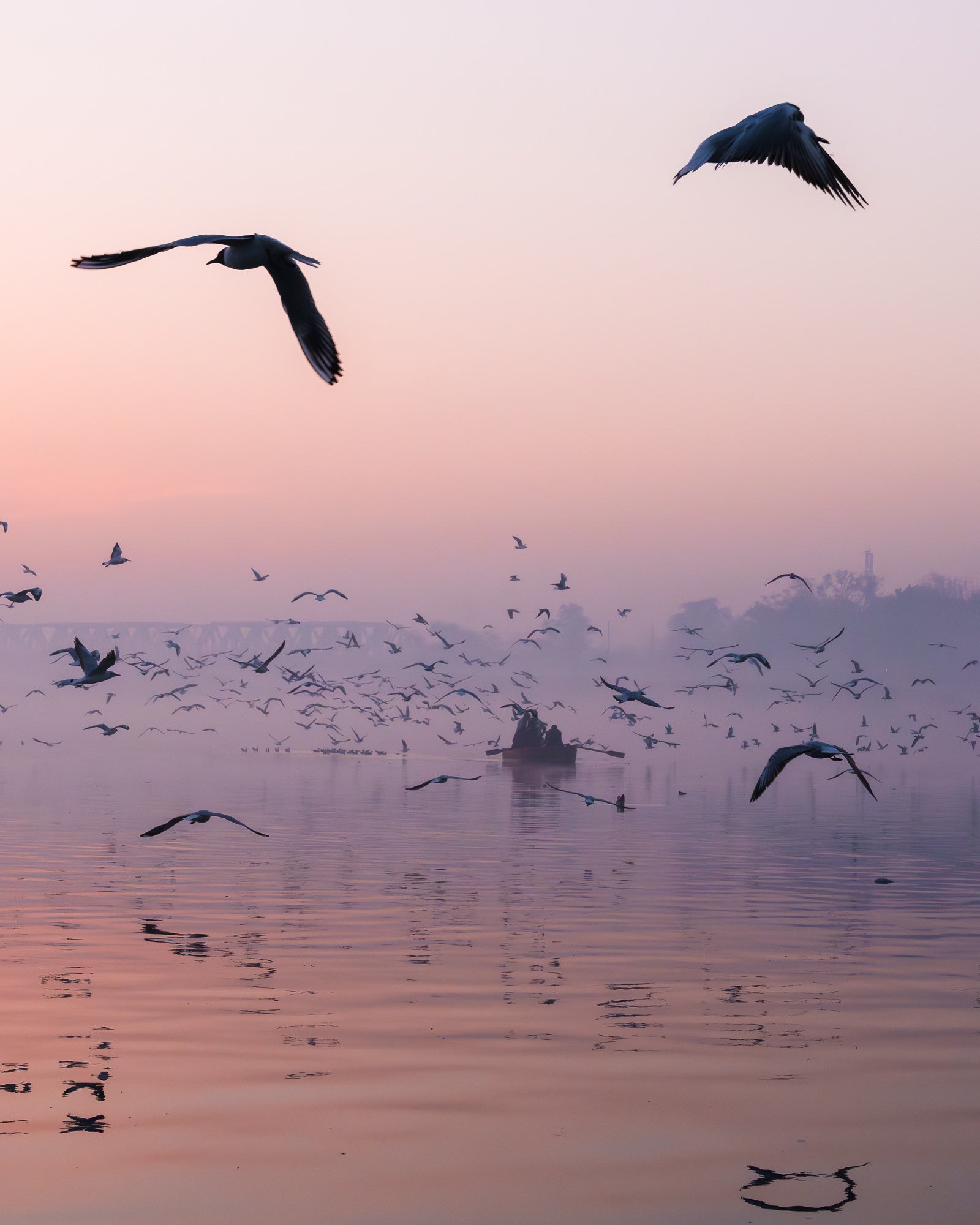 Pre-dawn river scene filled with flying gulls; a small boat silhouettes in pink mist with reflections on calm water.