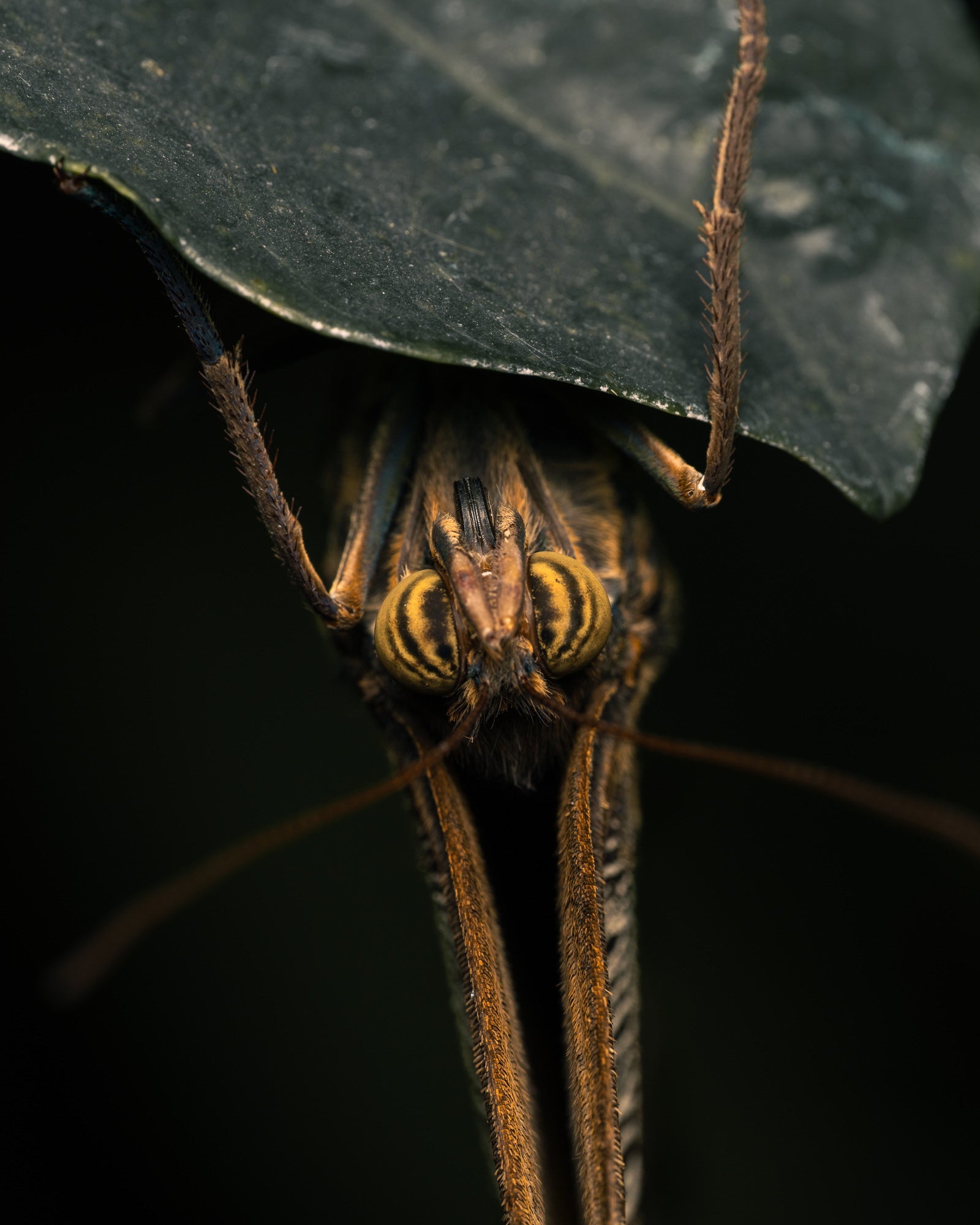 Extreme macro of a butterfly&rsquo;s head and forelegs peeking from under a leaf, striped compound eyes in sharp focus on a dark background.