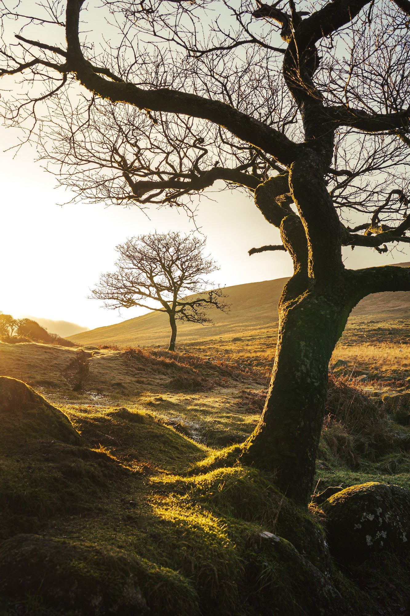 A moss-covered bare oak frames a lone tree silhouetted on an open hillside at golden hour, with warm low light washing across a rolling moorland landscape. Photo by Lee Cooper. A moss-covered bare oak frames a lone tree silhouetted on an open hillside at golden hour, with warm low light washing across a rolling moorland landscape. Photo by Lee Cooper.