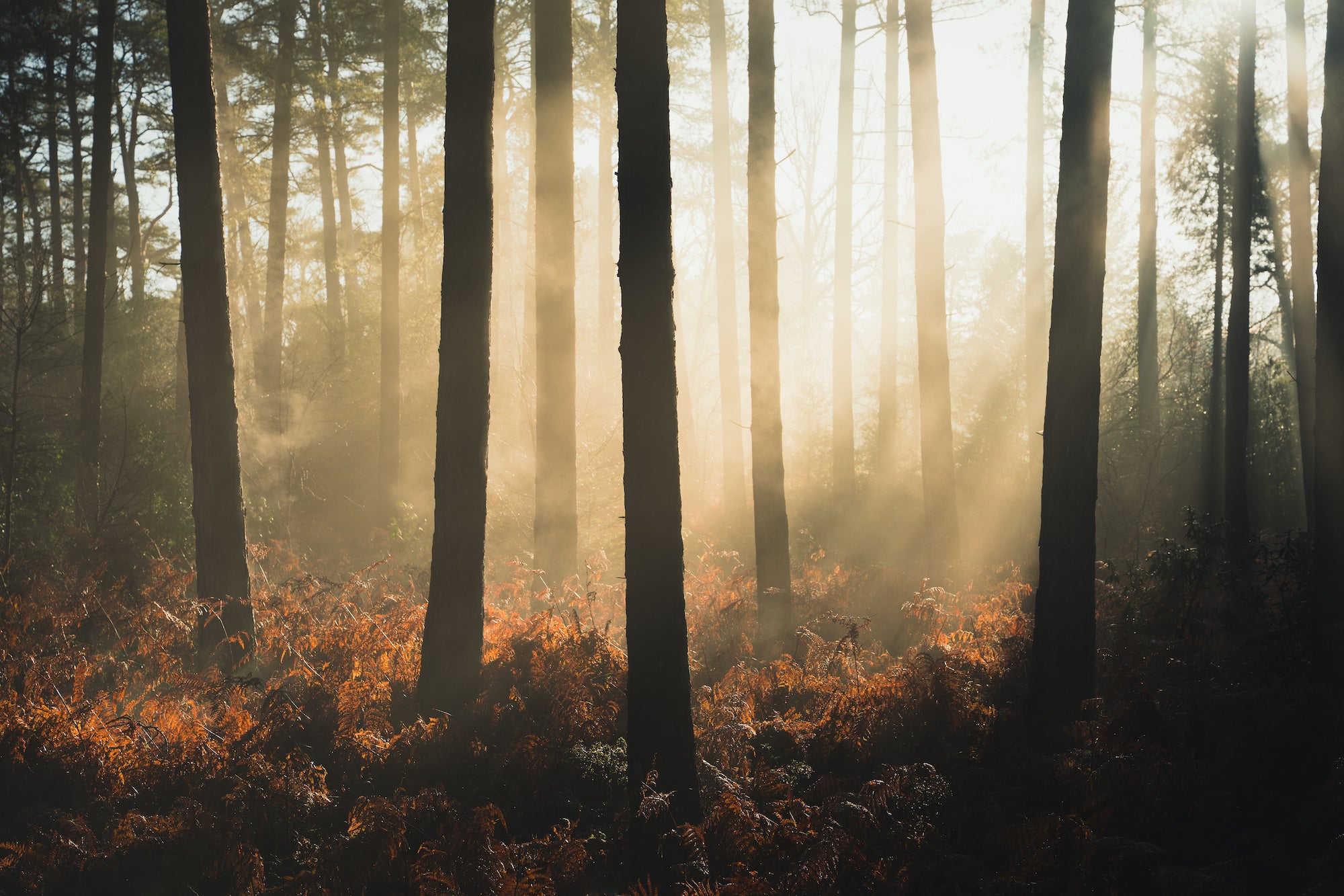Warm sunrays cut through pine trunks and morning haze, casting a rich amber glow across a dense carpet of burnt-orange autumn bracken. Photo by Lee Cooper. Warm sunrays cut through pine trunks and morning haze, casting a rich amber glow across a dense carpet of burnt-orange autumn bracken. Photo by Lee Cooper.