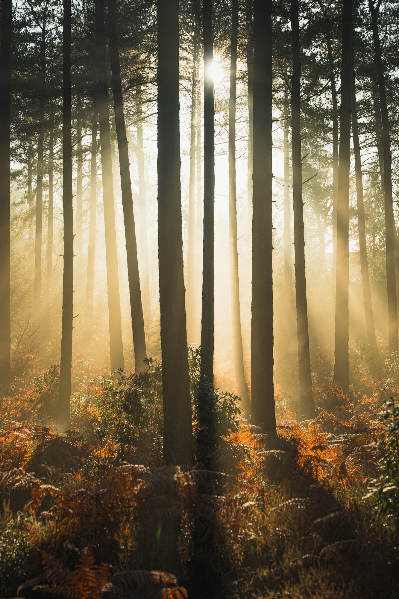 Brilliant golden sunrays pierce through tall pine trunks in morning mist, dramatically backlighting a foreground of glowing autumn ferns. Photo by Lee Cooper. Brilliant golden sunrays pierce through tall pine trunks in morning mist, dramatically backlighting a foreground of glowing autumn ferns. Photo by Lee Cooper.