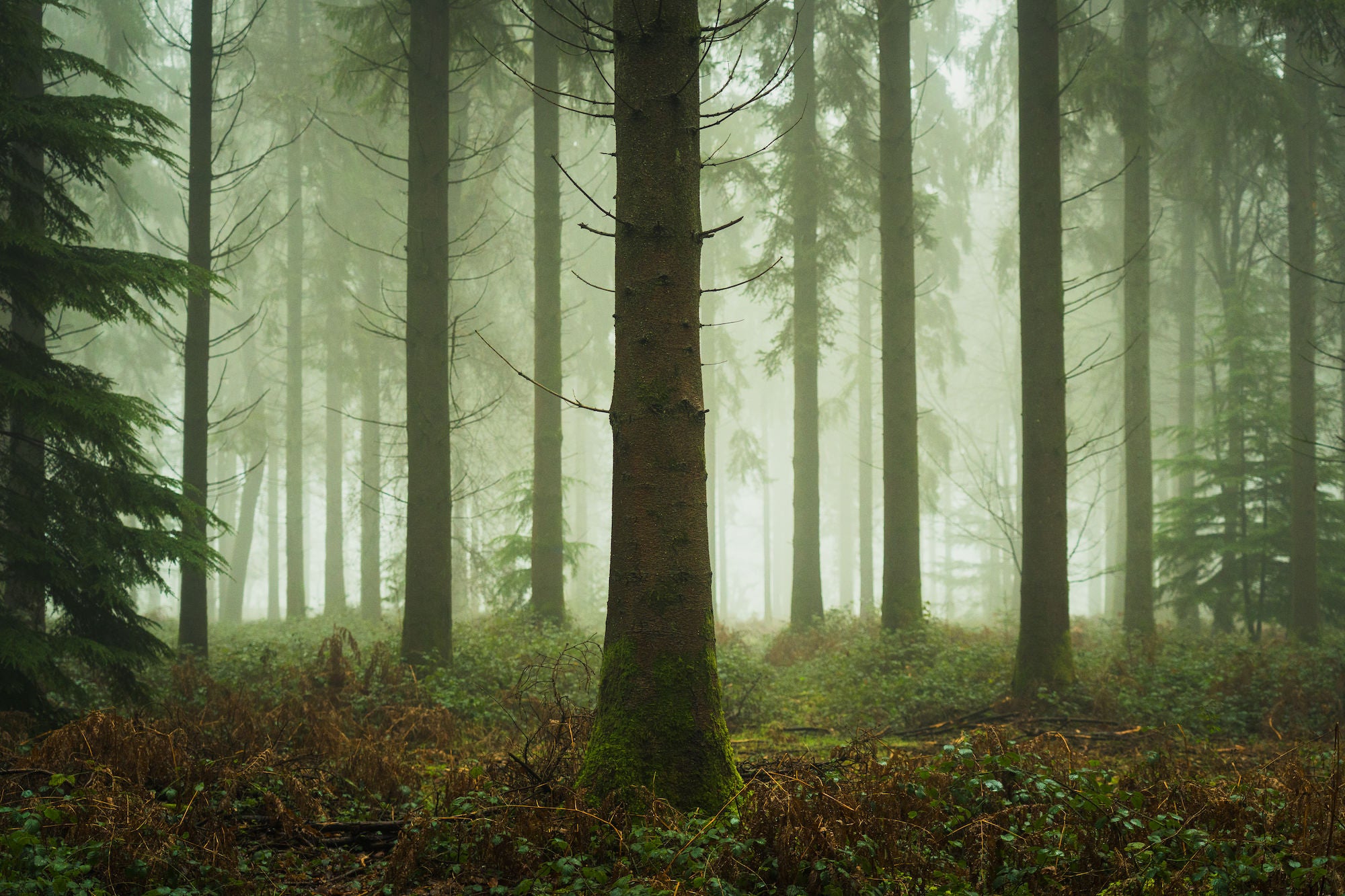 A single spruce stands centered among towering conifers in a cool, green-tinted misty forest, its sparse branches reaching into the fog. Photo by Lee Cooper. A single spruce stands centered among towering conifers in a cool, green-tinted misty forest, its sparse branches reaching into the fog. Photo by Lee Cooper.