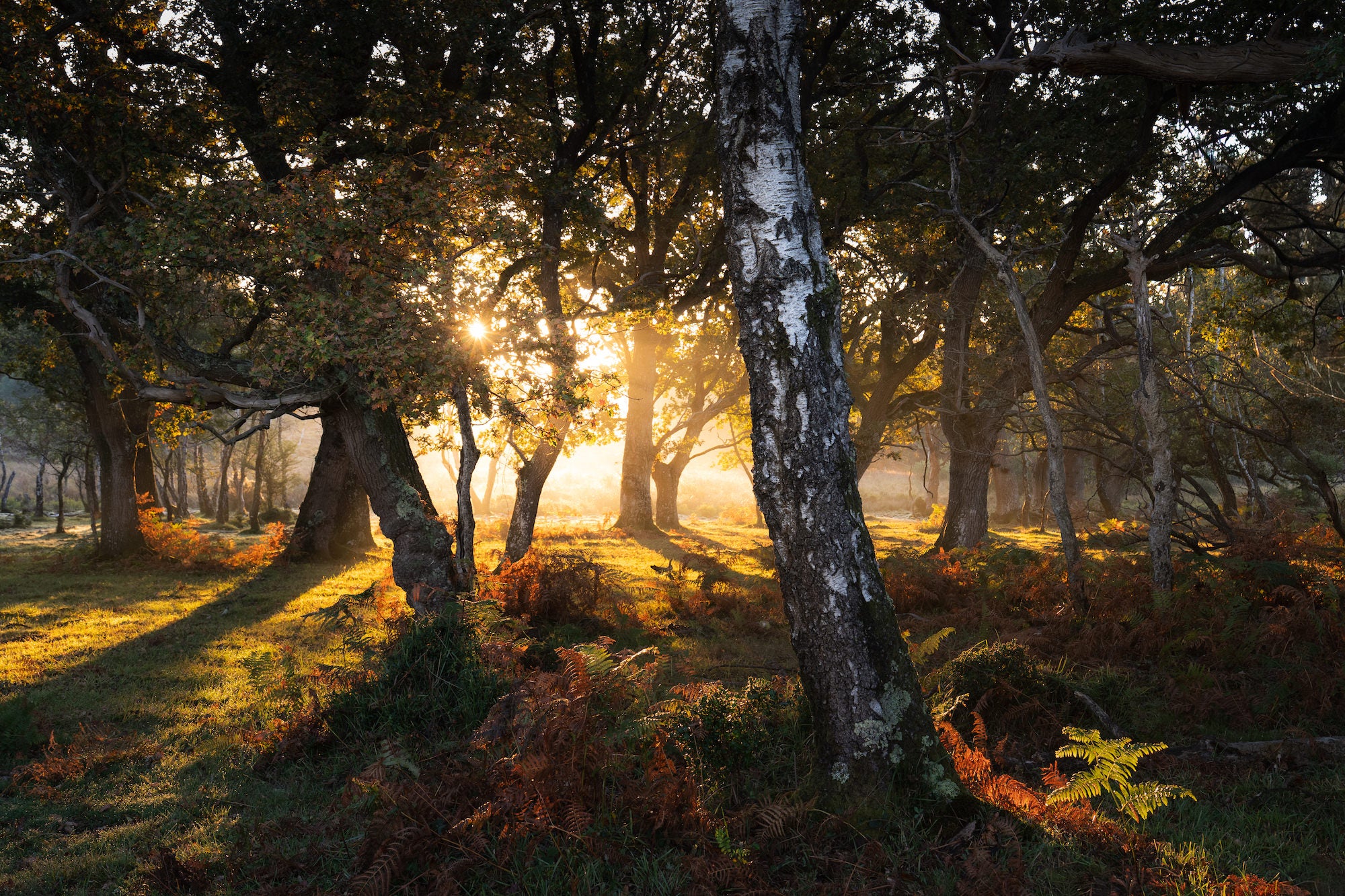Golden sunrise rays stream through oak and birch trunks in an open woodland, casting long shadows and warming a floor of russet autumn ferns and green grass. Photo by Lee Cooper. Golden sunrise rays stream through oak and birch trunks in an open woodland, casting long shadows and warming a floor of russet autumn ferns and green grass. Photo by Lee Cooper.