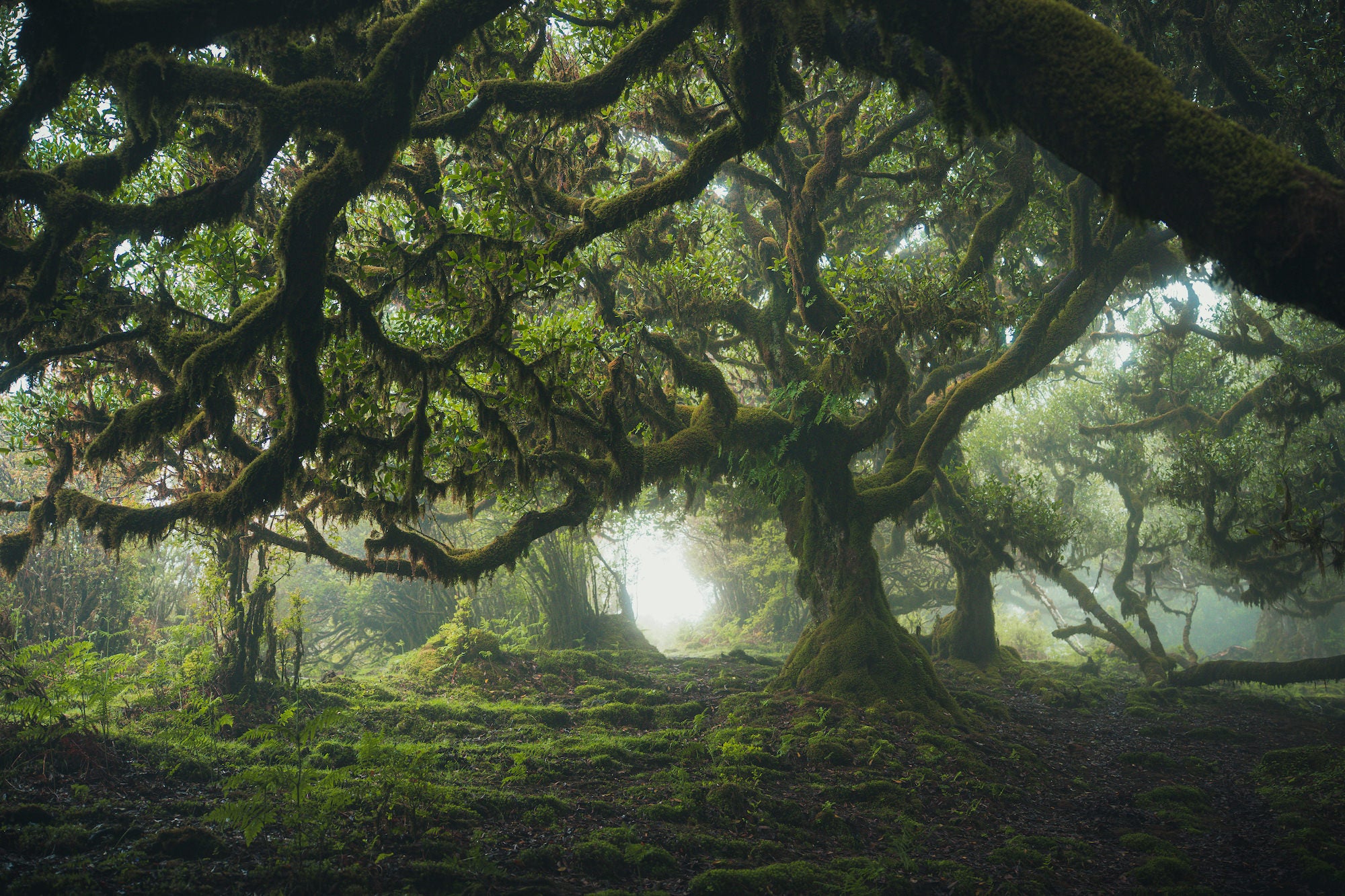 Massive ancient laurel trees draped in moss arch overhead in a mystical, fog-filled forest, with soft ethereal light glowing between the trunks. Photo by Lee Cooper. Massive ancient laurel trees draped in moss arch overhead in a mystical, fog-filled forest, with soft ethereal light glowing between the trunks. Photo by Lee Cooper.