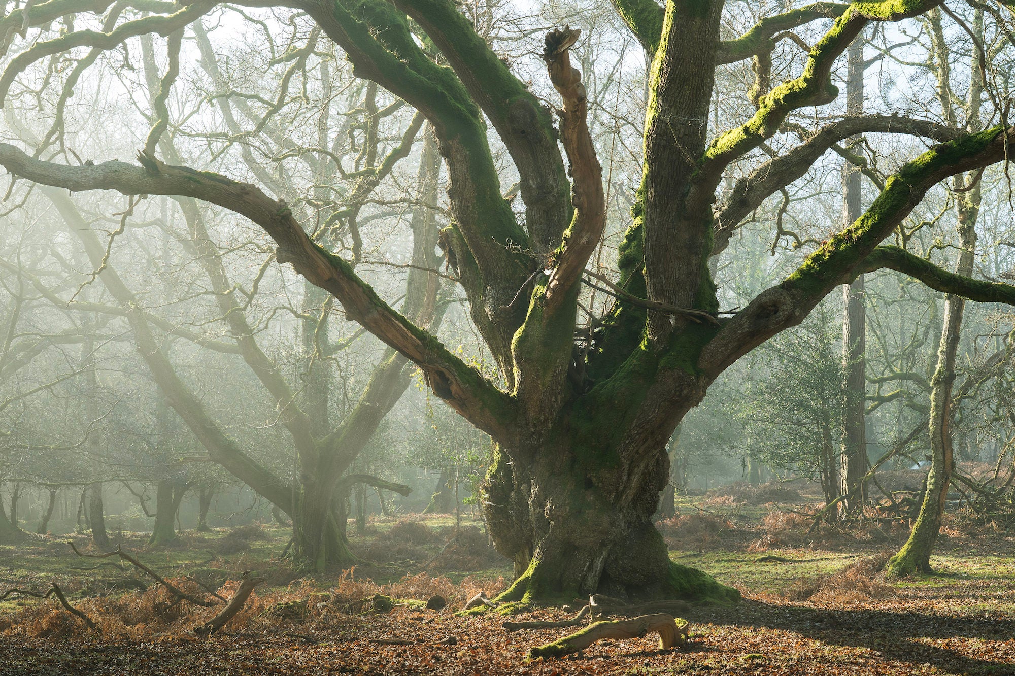 A gnarled, moss-covered ancient oak stands bathed in soft morning mist, its sweeping bare branches spreading wide through a hazy English woodland. Photo by Lee Cooper. A gnarled, moss-covered ancient oak stands bathed in soft morning mist, its sweeping bare branches spreading wide through a hazy English woodland. Photo by Lee Cooper.