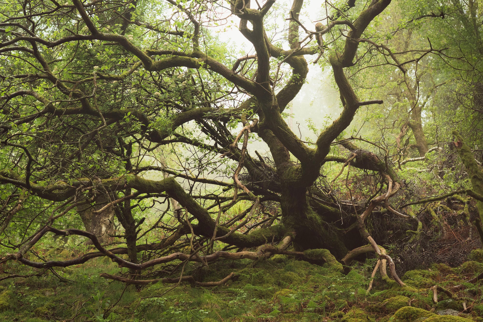 A dramatically contorted ancient oak sprawls low across a moss-covered forest floor, its tangled limbs reaching in every direction in a misty green woodland. Photo by Lee Cooper. A dramatically contorted ancient oak sprawls low across a moss-covered forest floor, its tangled limbs reaching in every direction in a misty green woodland. Photo by Lee Cooper.