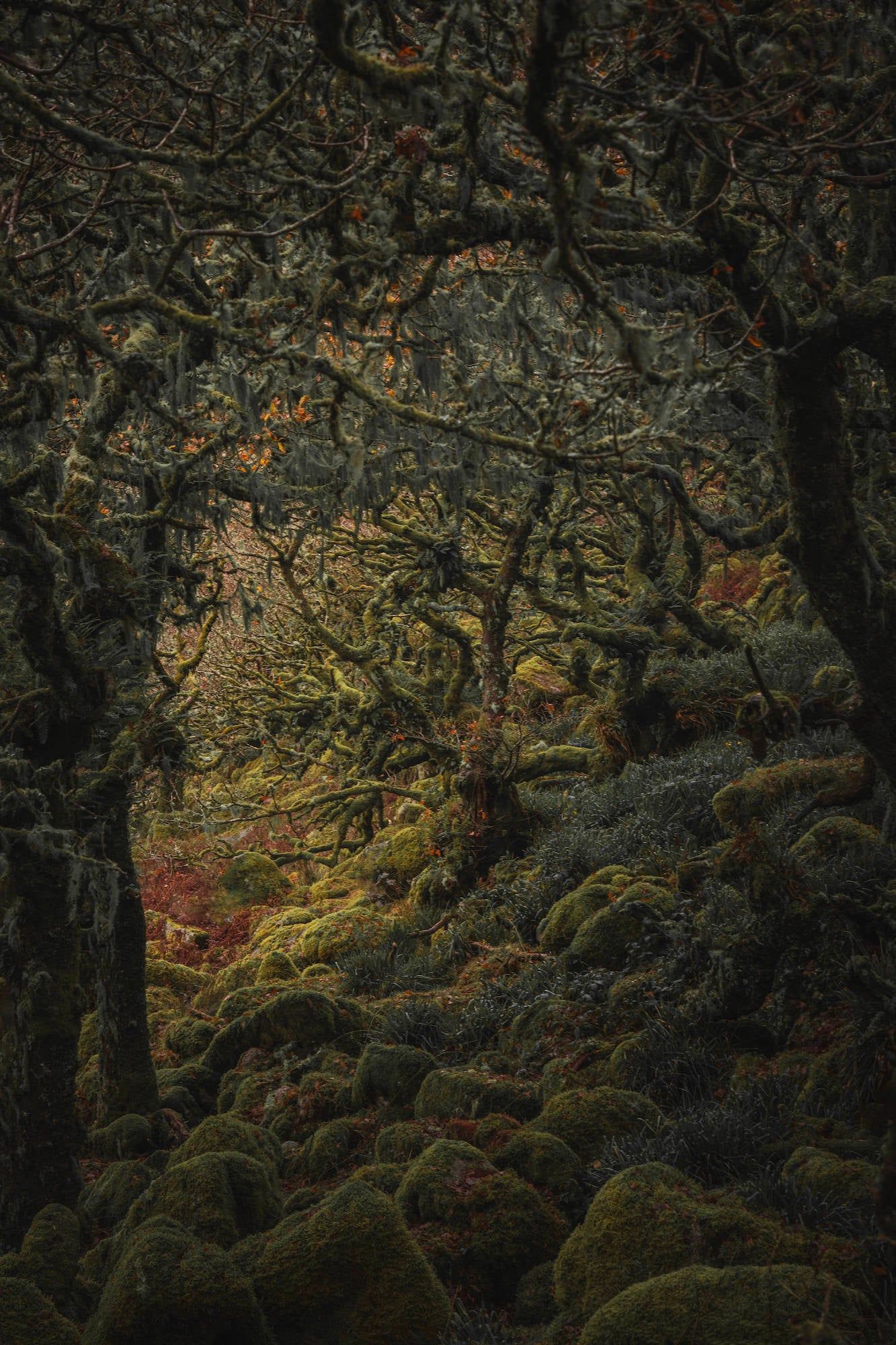 Twisted, moss-draped branches and moss-blanketed boulders fill a dark, ancient woodland interior with hints of deep autumn red. Landscape photo by Lee Cooper. Twisted, moss-draped branches and moss-blanketed boulders fill a dark, ancient woodland interior with hints of deep autumn red. Landscape photo by Lee Cooper.