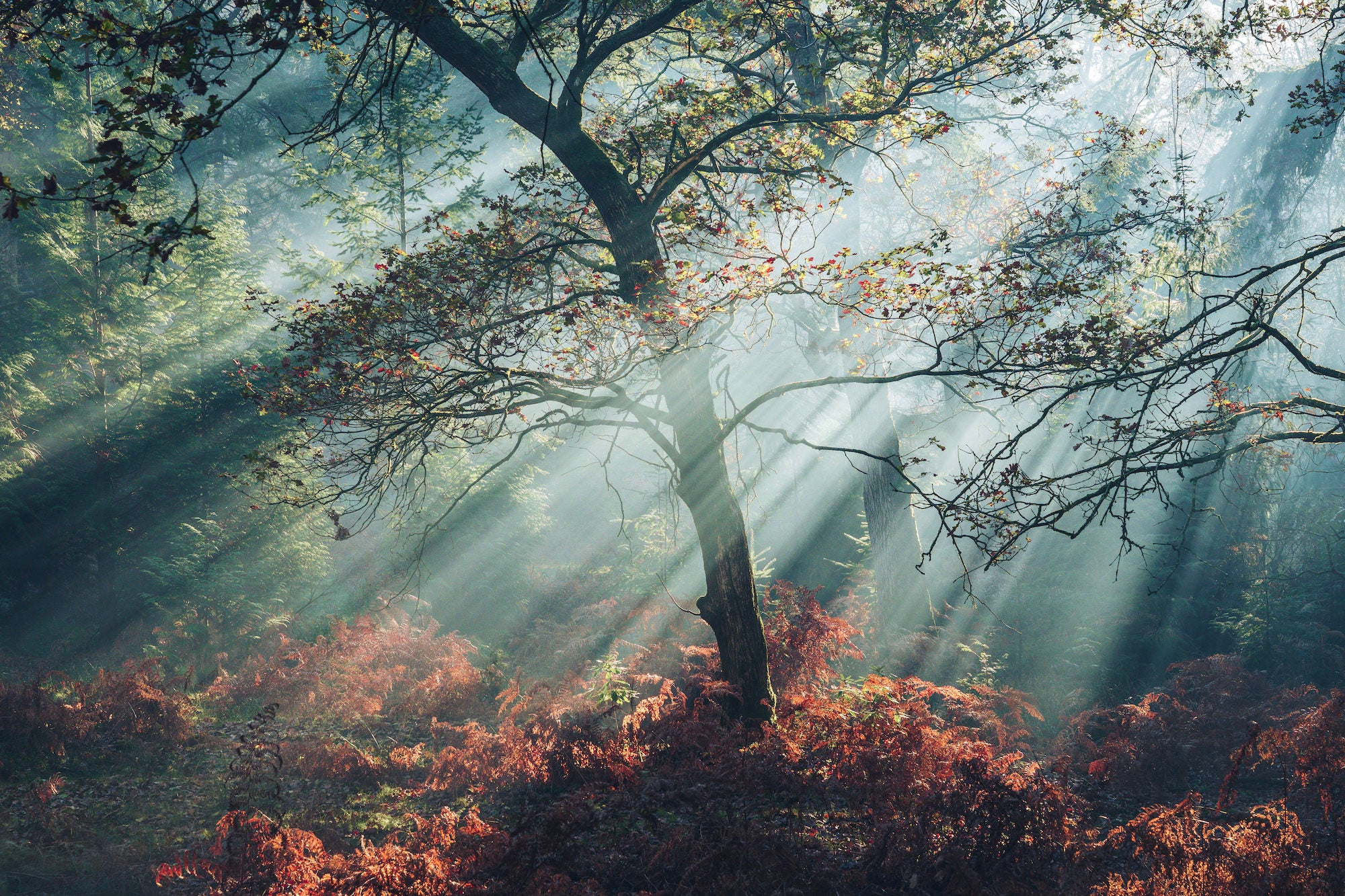 Dramatic god rays fan out through misty woodland behind a lone autumn oak, illuminating a foreground of rust-red bracken in cool blue-green light. Photo by Lee Cooper. Dramatic god rays fan out through misty woodland behind a lone autumn oak, illuminating a foreground of rust-red bracken in cool blue-green light. Photo by Lee Cooper.