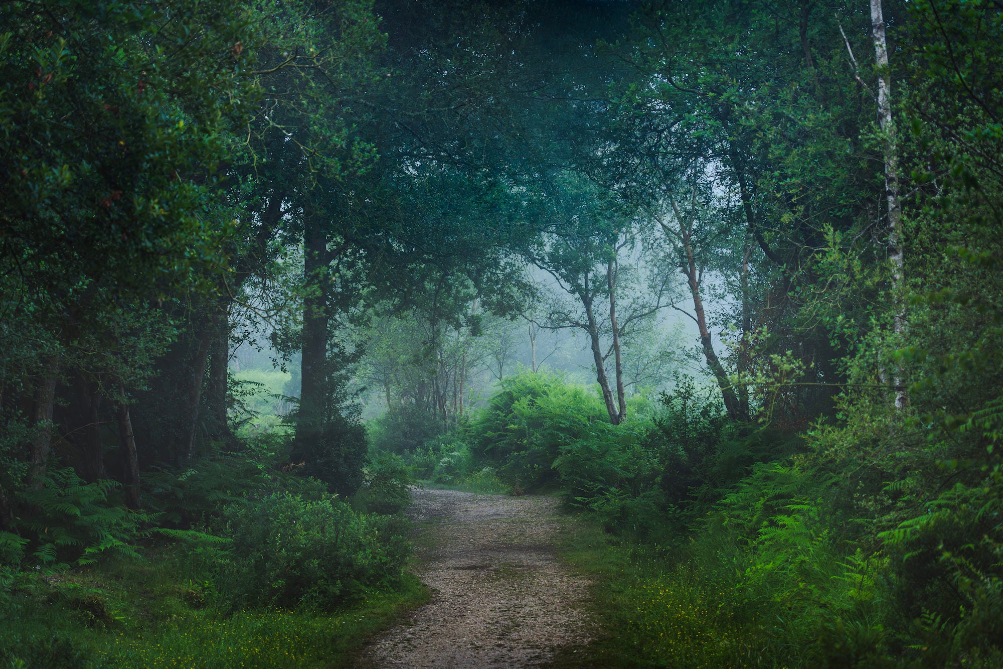 A winding gravel path disappears into a lush, blue-green misty woodland canopy, flanked by ferns and summer foliage. Landscape photo by Lee Cooper. A winding gravel path disappears into a lush, blue-green misty woodland canopy, flanked by ferns and summer foliage. Landscape photo by Lee Cooper.