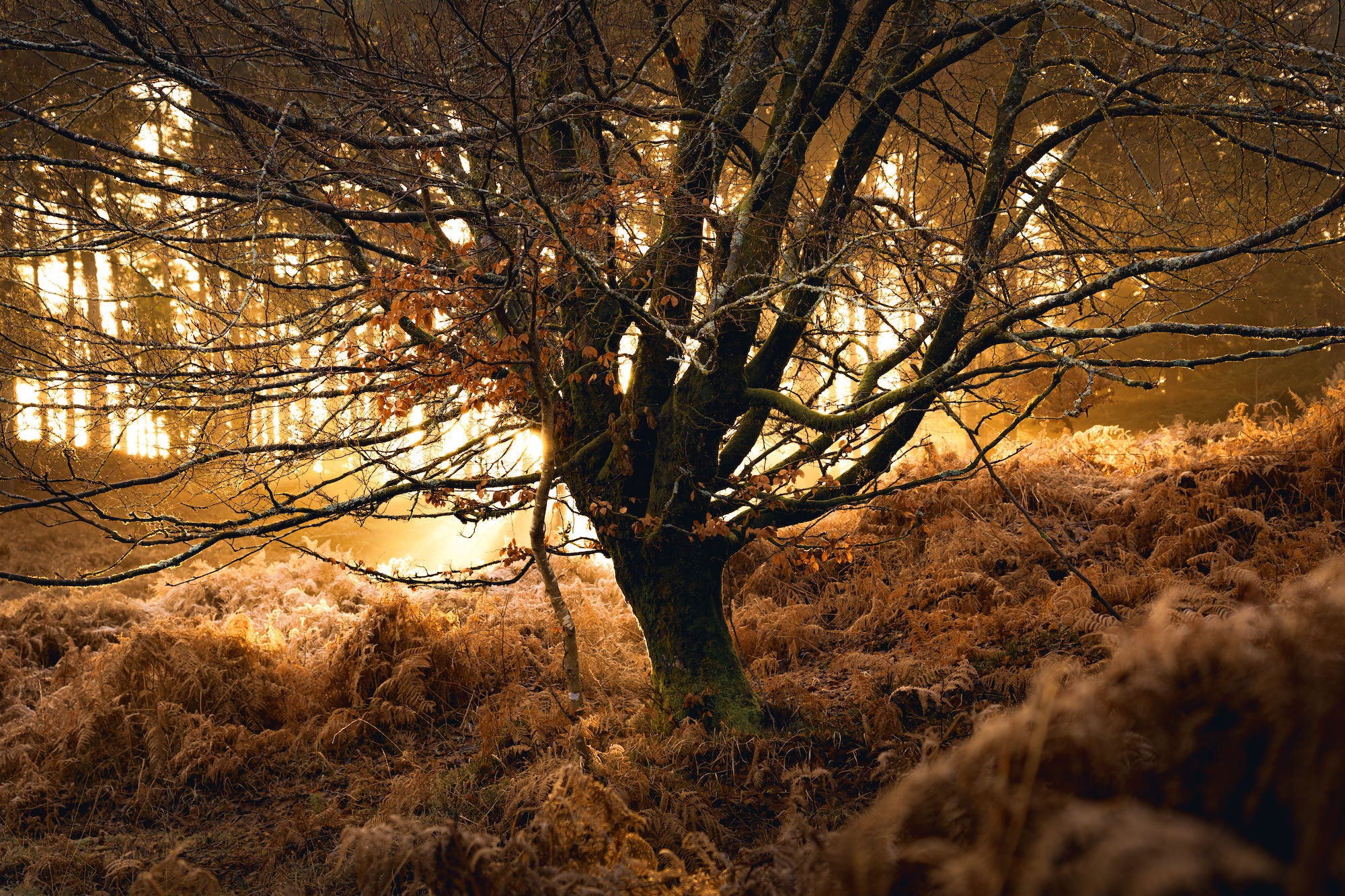 A solitary bare-branched tree stands surrounded by a sea of glowing amber ferns, dramatically backlit by fiery golden light filtering through pine forest. Photo by Lee Cooper. A solitary bare-branched tree stands surrounded by a sea of glowing amber ferns, dramatically backlit by fiery golden light filtering through pine forest. Photo by Lee Cooper.