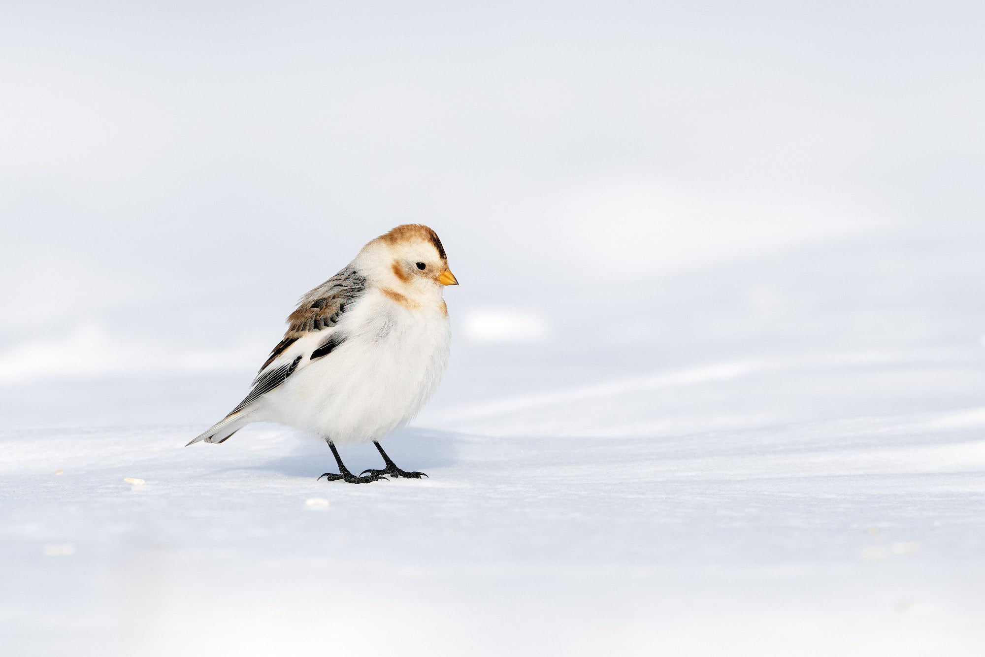Small white-and-brown songbird standing on smooth snow in soft winter light.