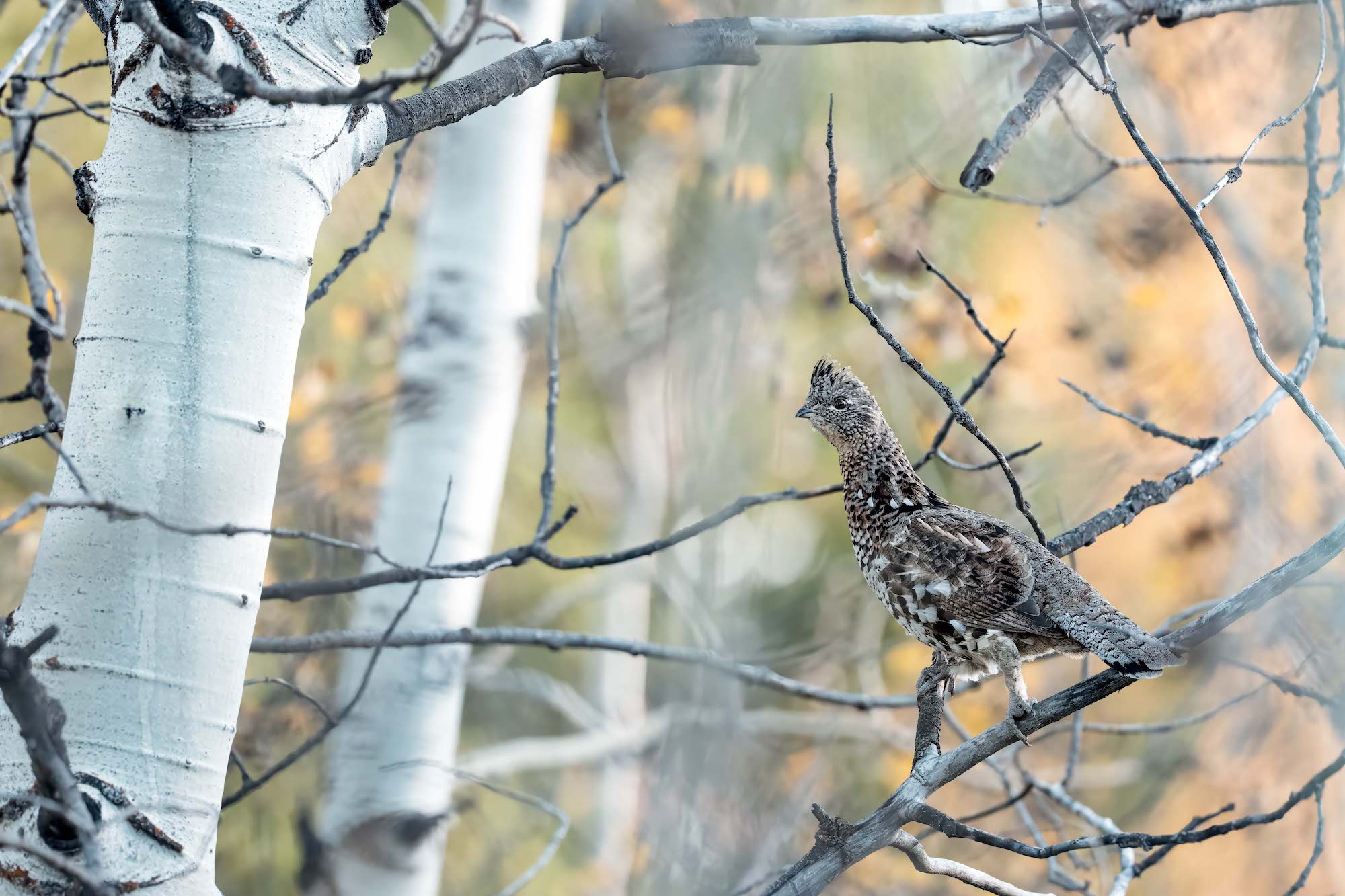 Mottled forest bird perched on thin aspen branches with soft autumn bokeh.