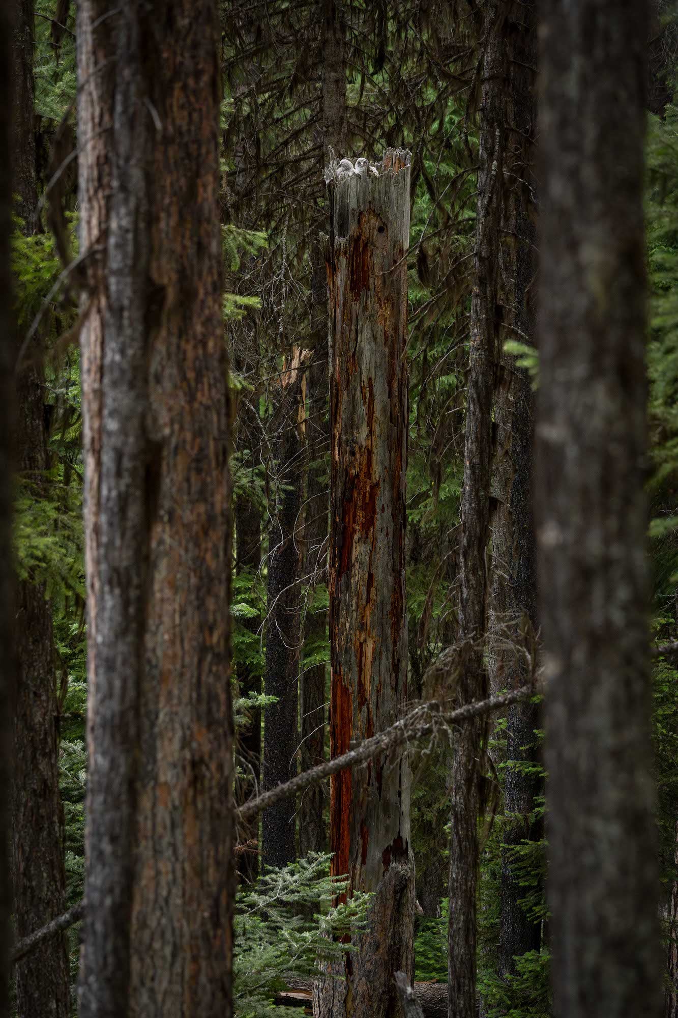 Tall broken tree trunk with a nest of chicks amid dense, dark conifers.