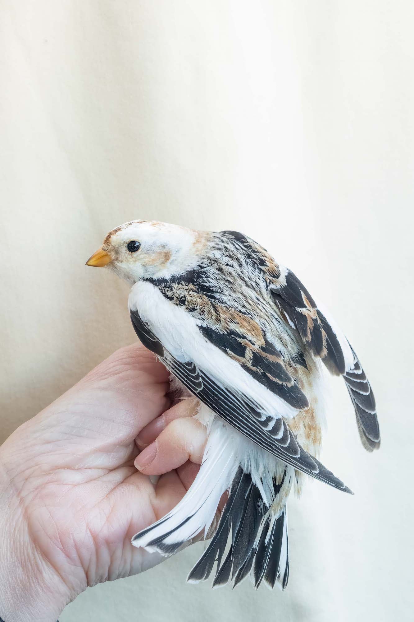 Close-up of a small white-and-brown bird gently held in a hand against a light backdrop.