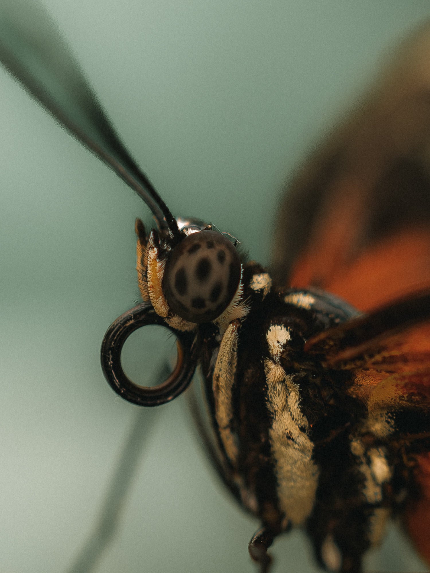 Macro of a butterfly&rsquo;s head with spotted eye and coiled proboscis.