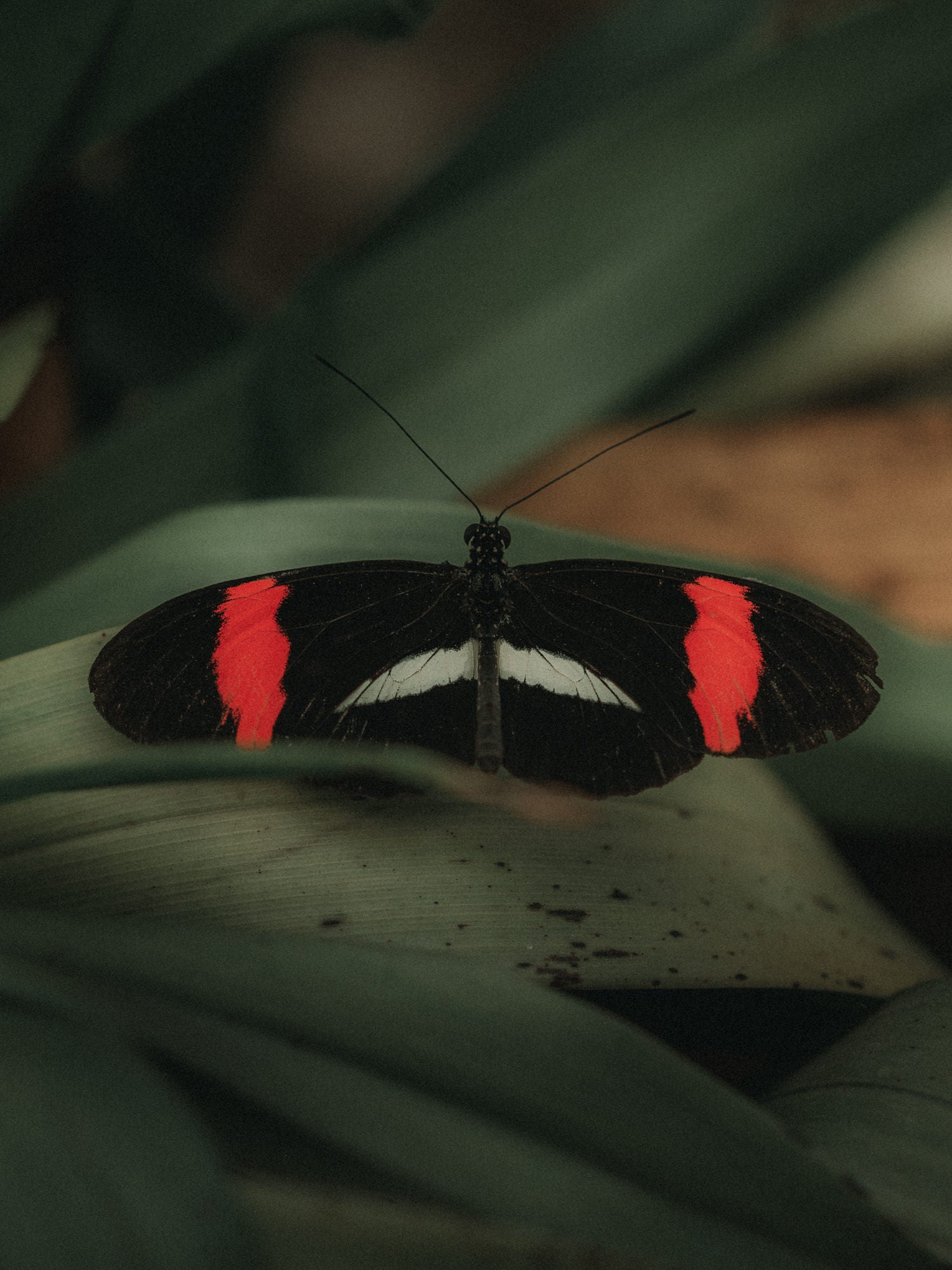 Black butterfly with bold red bands resting on a green leaf.