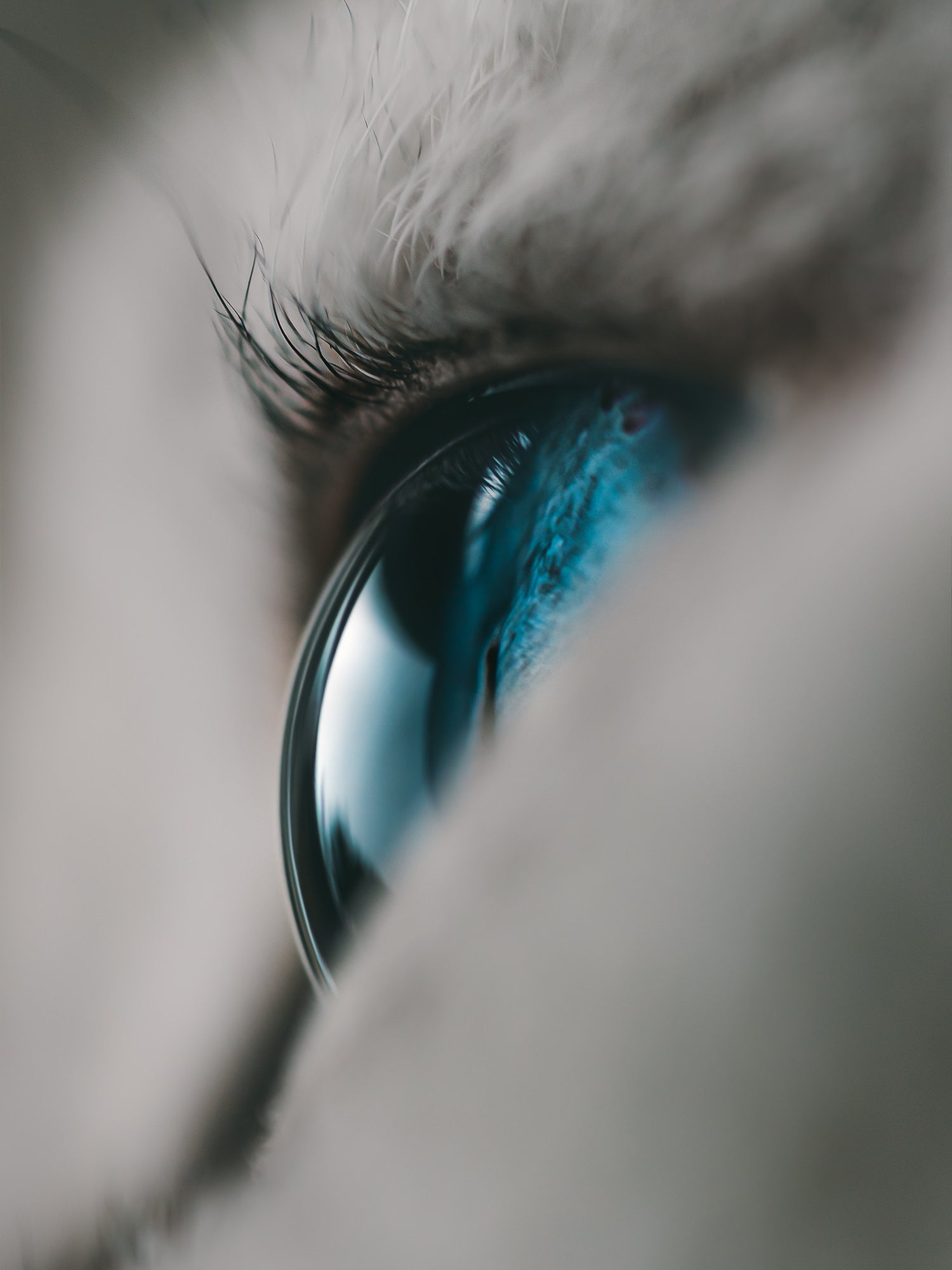 Macro of a blue cat eye with light reflecting in the pupil.