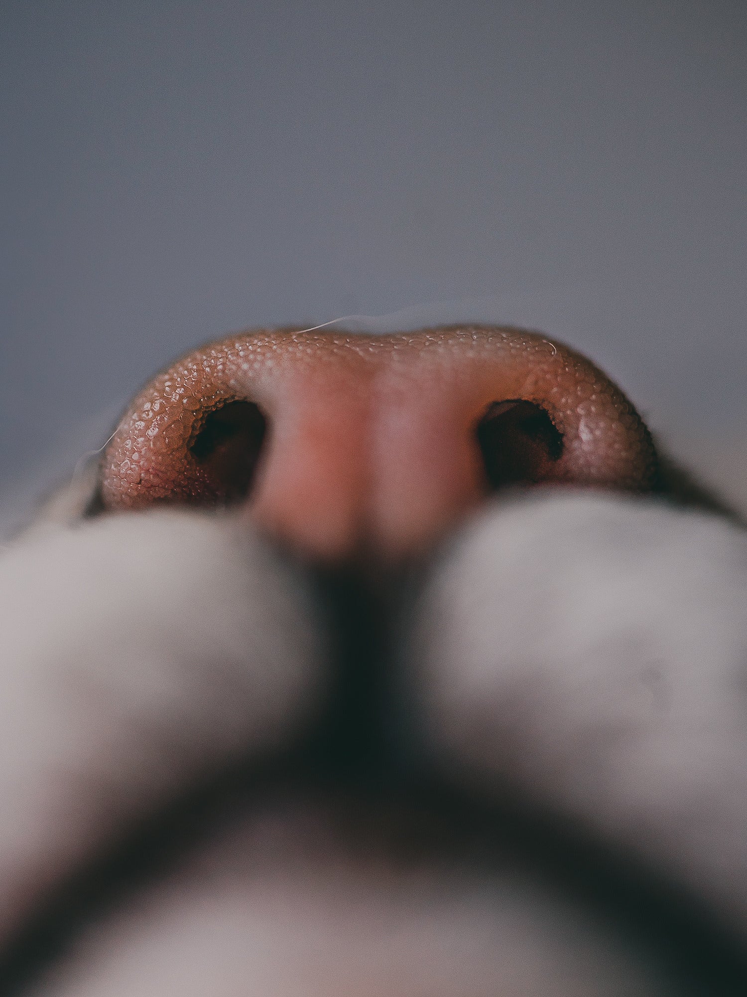 Macro of a pink cat nose and nostrils from a low angle.