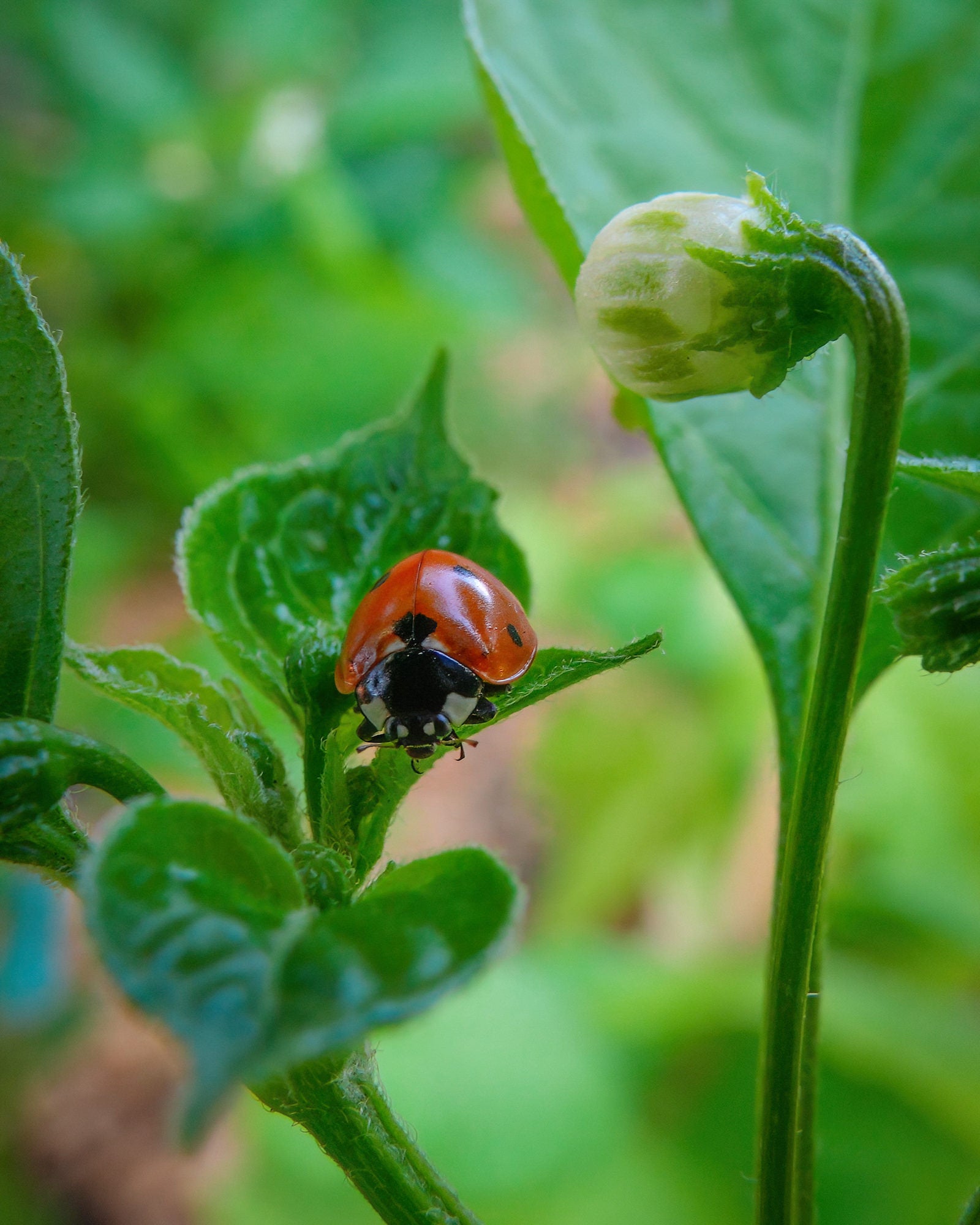 A vibrant red ladybug rests on a textured green leaf next to an unopened flower bud, captured in sharp macro detail by Nate Luebbe with the Sony RX10 V.
