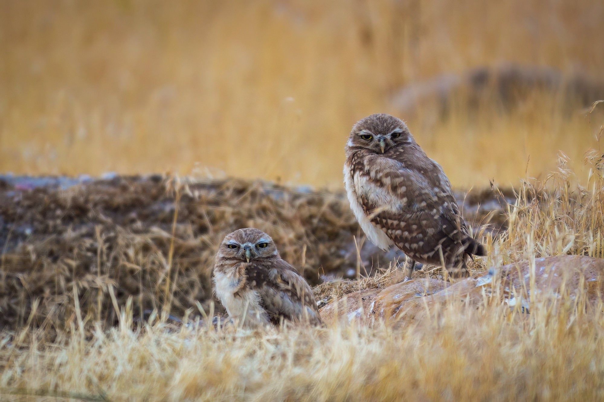 A pair of burrowing owls stare directly at the camera from a rocky burrow site surrounded by dry prairie grass. Photographed by Nate Luebbe with the Sony RX10 V.