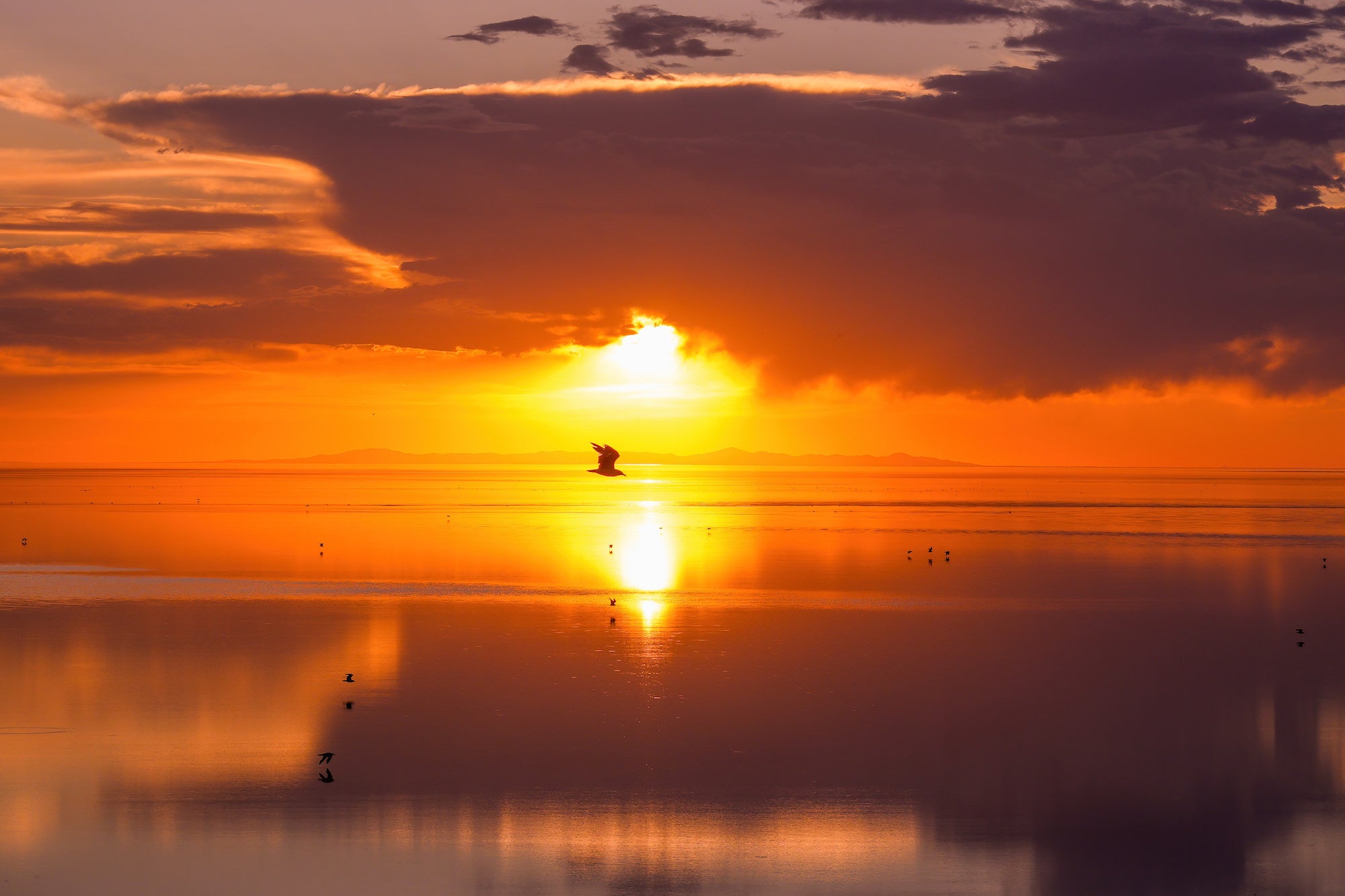 A lone bird silhouettes perfectly against a blazing golden sunrise over a calm, reflective lake with distant storm clouds overhead. Shot by Nate Luebbe, Sony RX10 V.