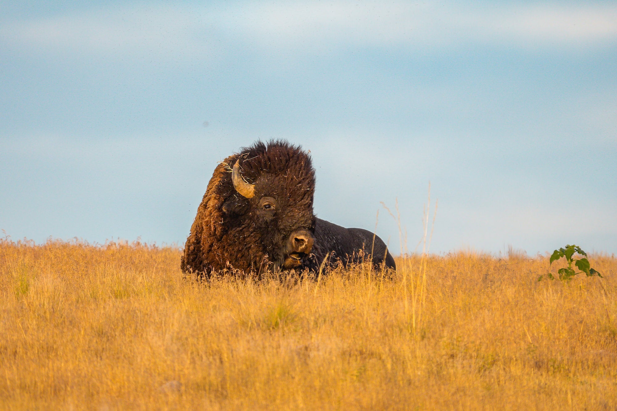 A massive American bison rests low in a golden prairie field, its woolly head and horns framed against a soft blue sky. Photo by Nate Luebbe with the Sony RX10 V.