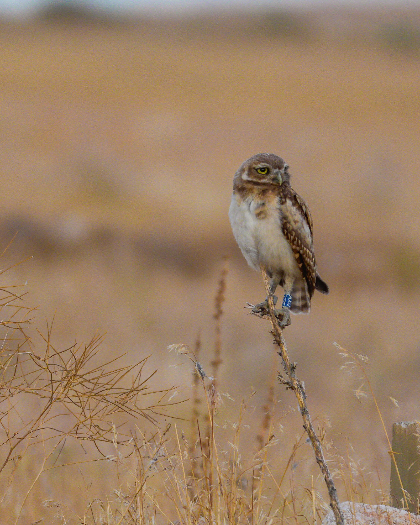 Close portrait of a banded burrowing owl perched on a dry twig, staring directly into the camera against a soft, blurred grassland background. Nate Luebbe, Sony RX10 V.