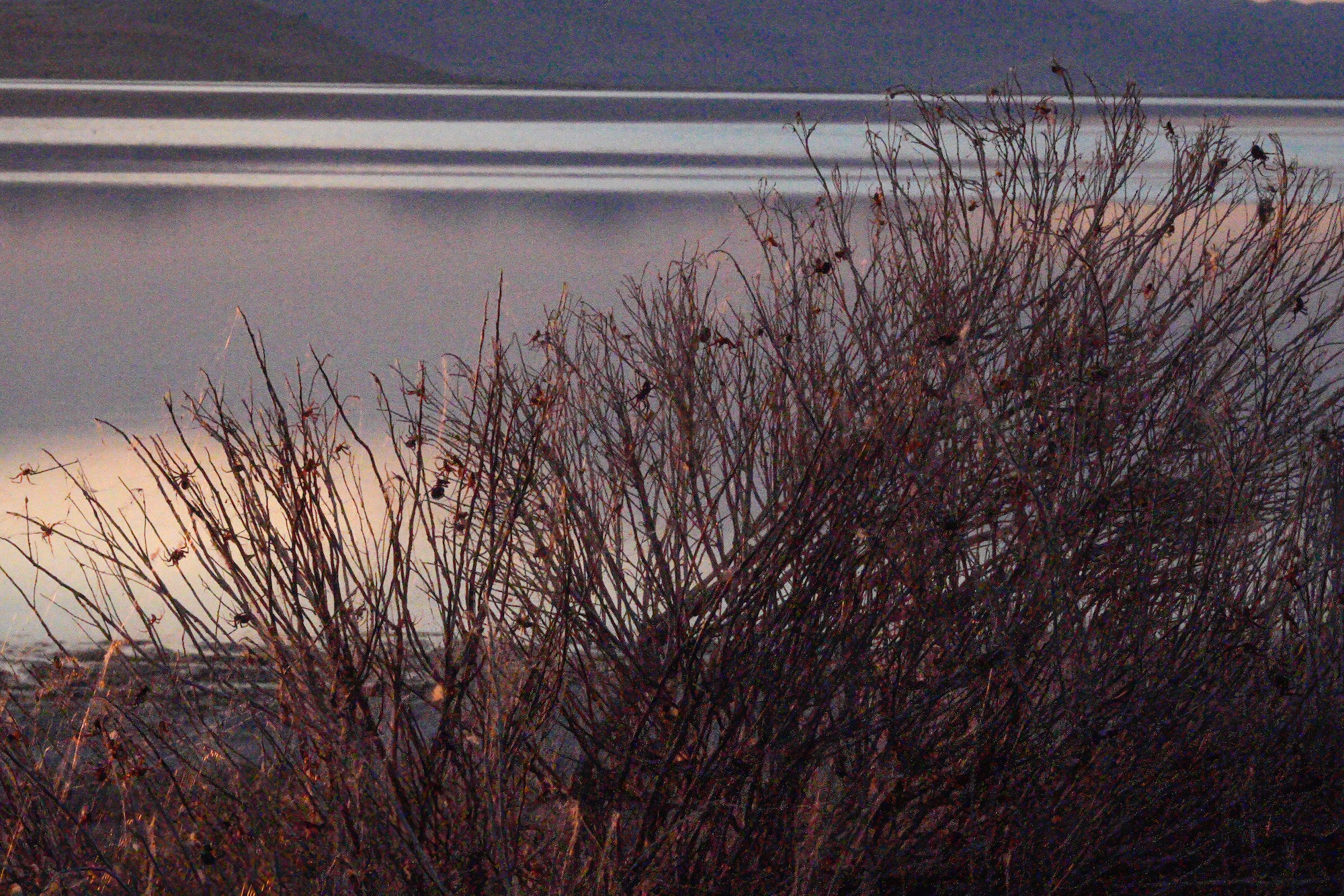 Bare desert shrubs glow in the twilight foreground as mist drifts over a still, silvery lake with mountain ridges fading into dusk. Sony RX10 V, Nate Luebbe.