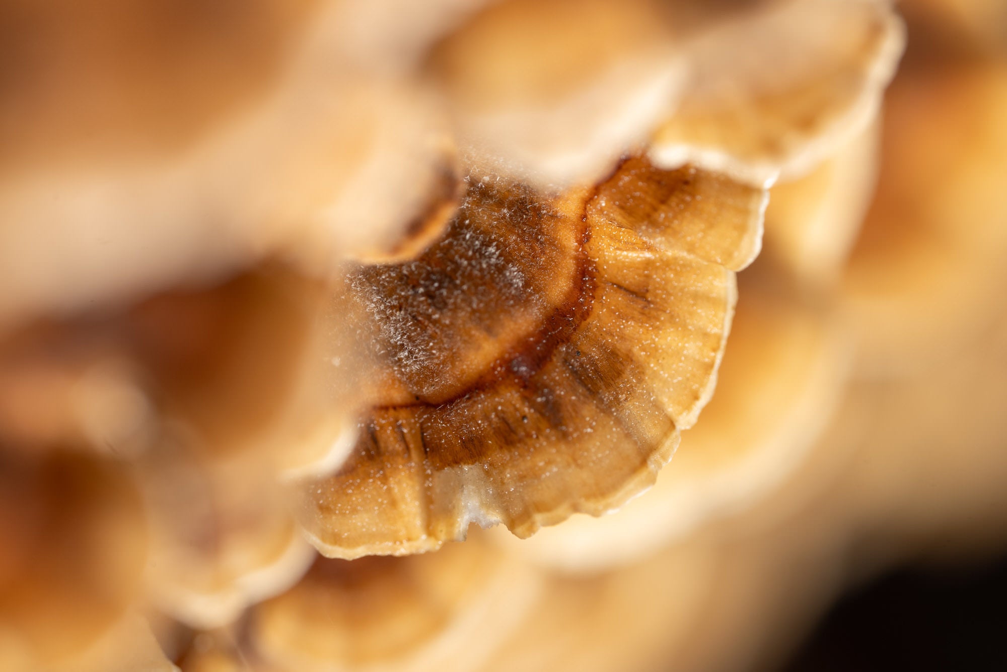 Macro of tan bracket fungus showing concentric rings and fine texture.