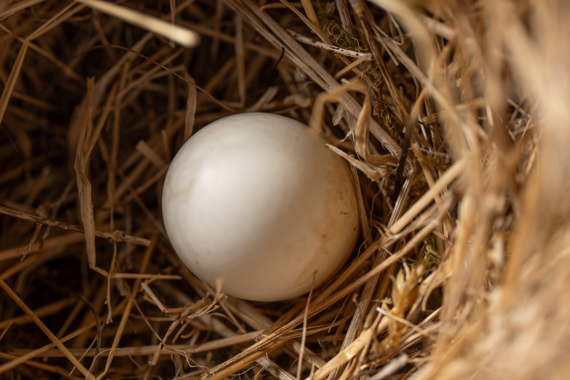 Single white egg nestled in a bed of dry grass inside a nest.