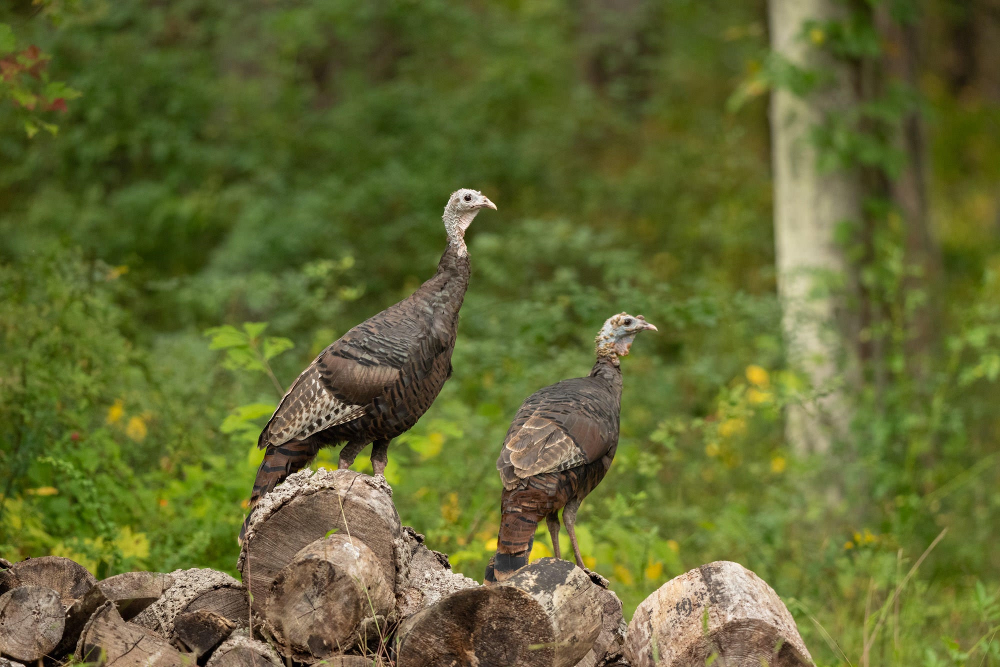 Two wild turkeys perched on stacked logs with a soft forest background.