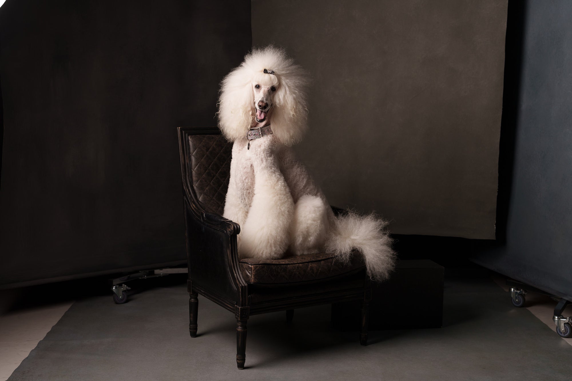 White standard poodle sitting regally on a vintage leather chair in a studio with dark, textured backdrops White standard poodle sitting regally on a vintage leather chair in a studio with dark, textured backdrops