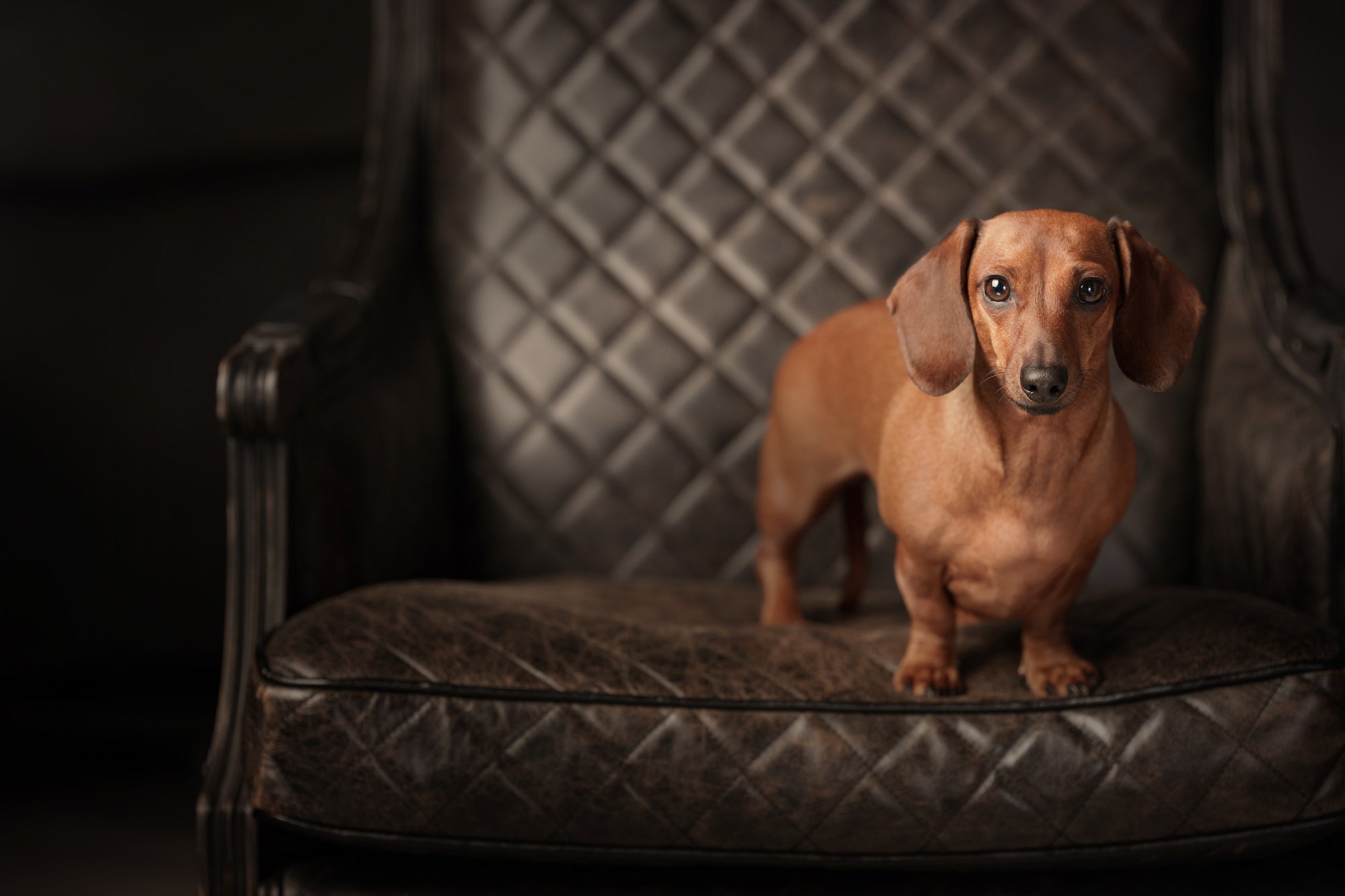 Brown dachshund standing on a quilted leather armchair in studio light, looking at the camera. Brown dachshund standing on a quilted leather armchair in studio light, looking at the camera.