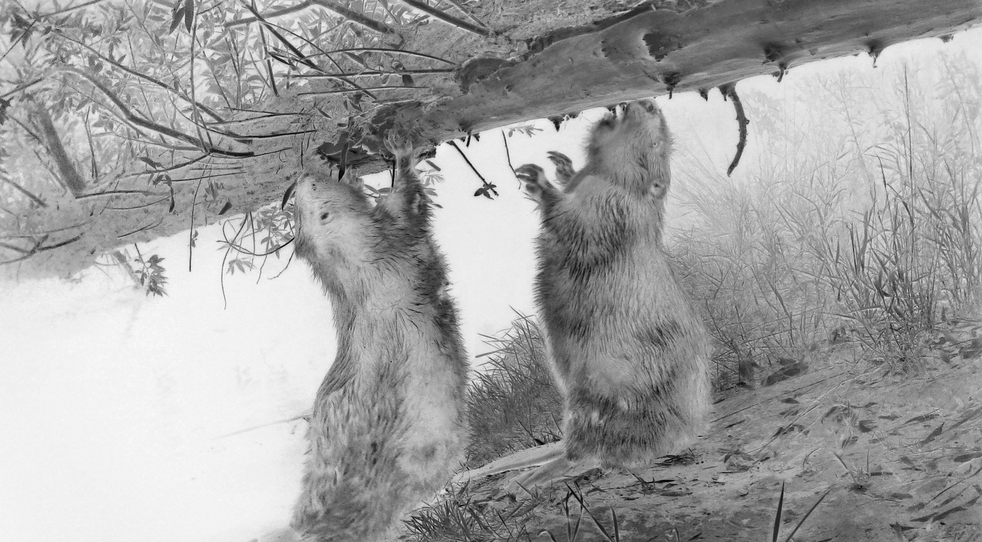 Copyright: &copy; Wolfgang Duerr, Germany, Finalist, Professional Competition, Wildlife & Nature, Sony World Photography Awards 2026