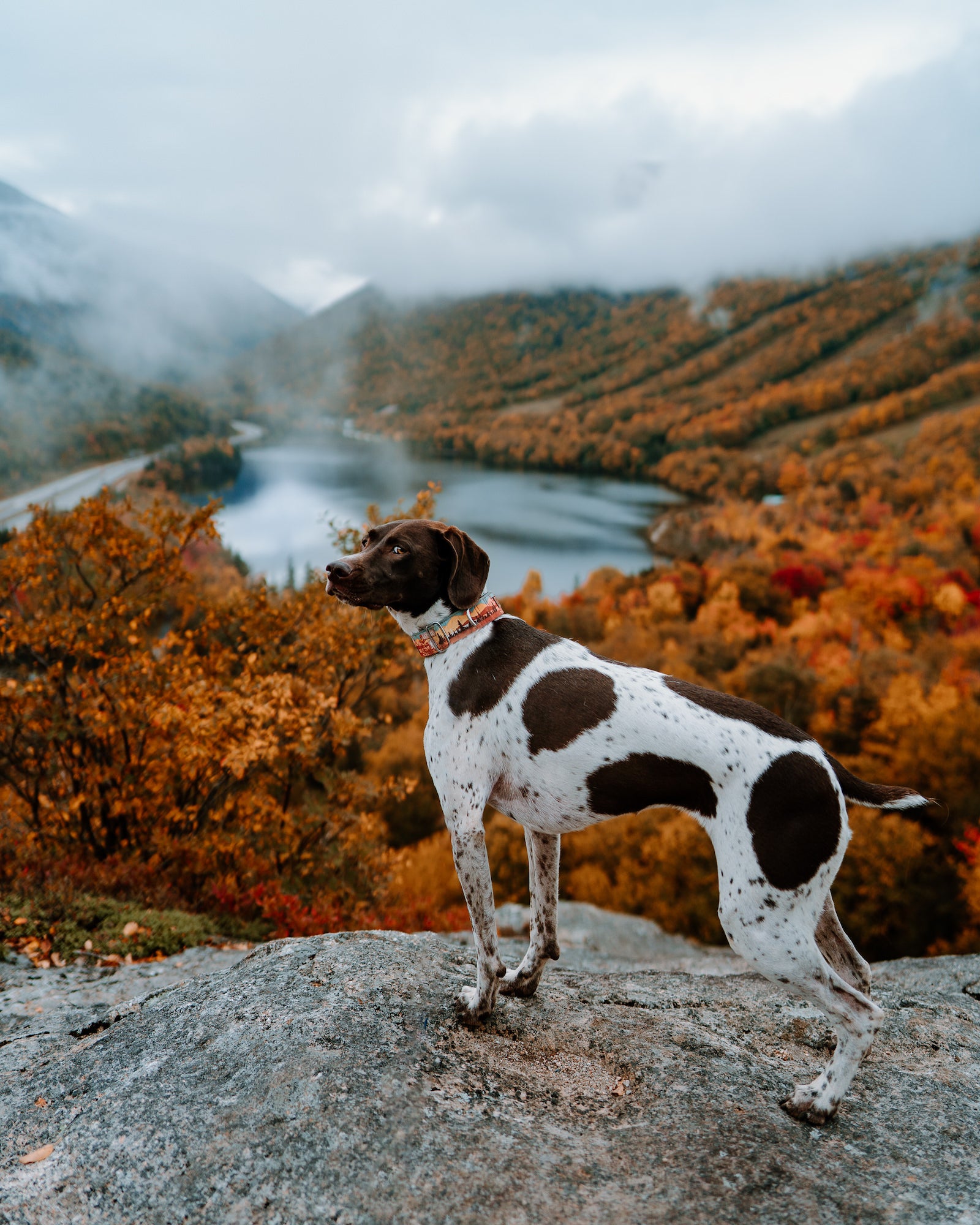 German shorthaired pointer standing on a rock above a lake and misty autumn hills at Artist's Bluff. Photo by Rachael Austin. 24mm f/1.4 G Master, 1/4000-sec, f/1.8, ISO 125.