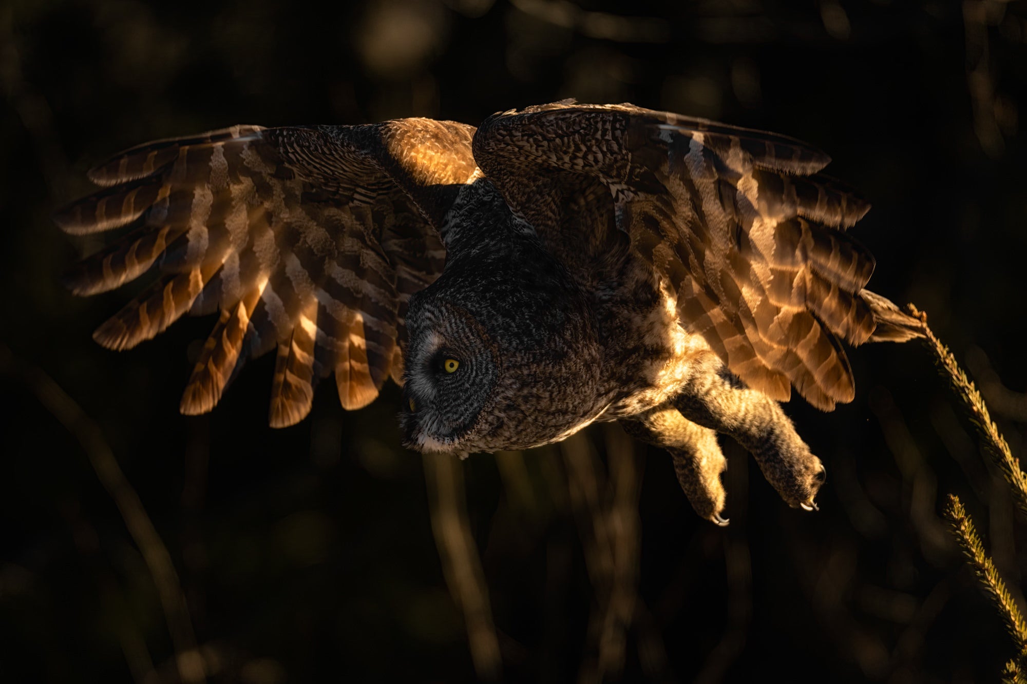 Great grey owl in flight with wings spread, backlit by warm low sun against a dark background.