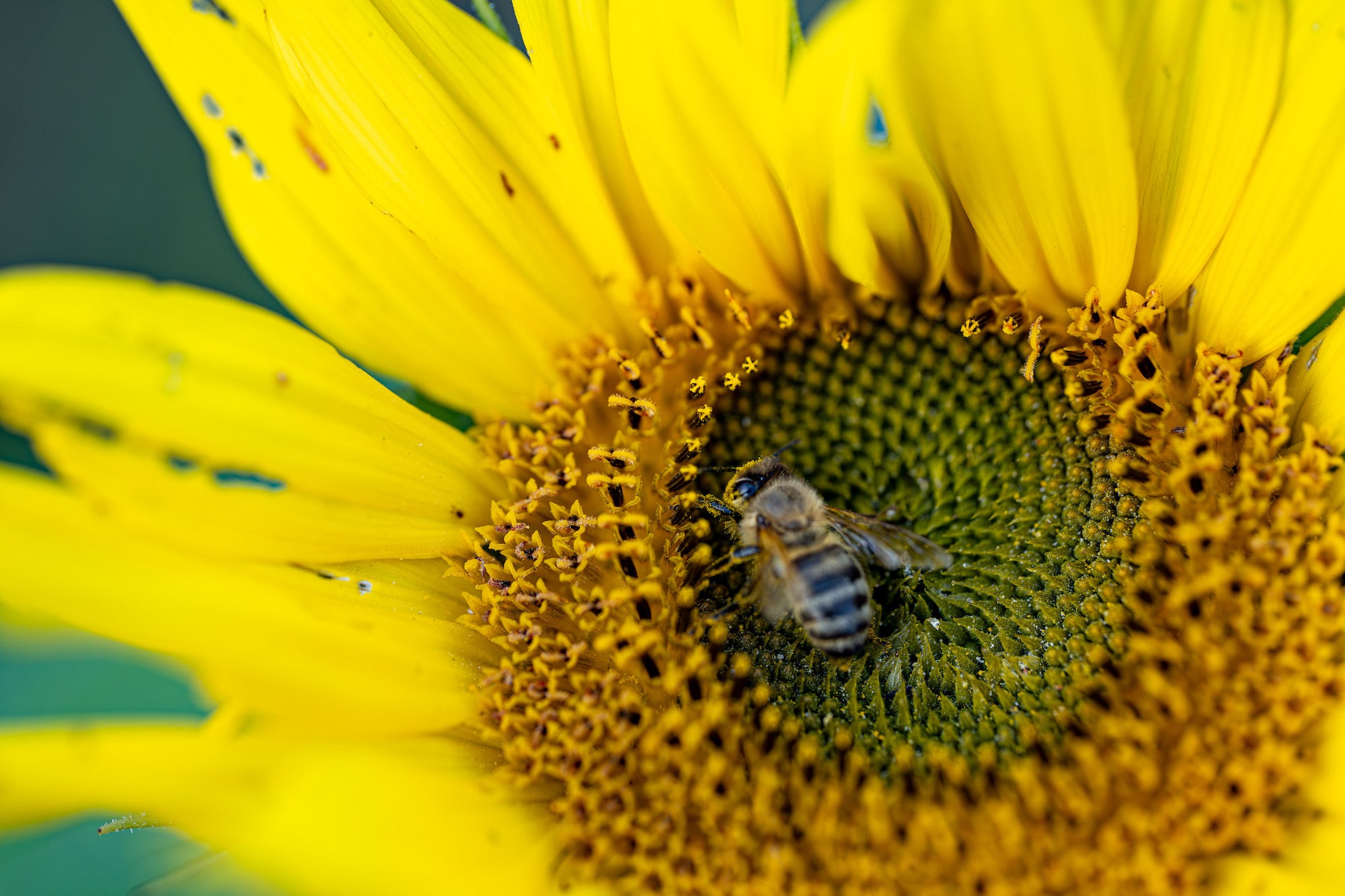 Macro of bee collecting pollen on sunflower center