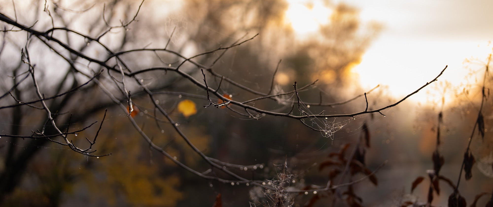 Close-up of dewy spiderwebs on thin branches at dawn