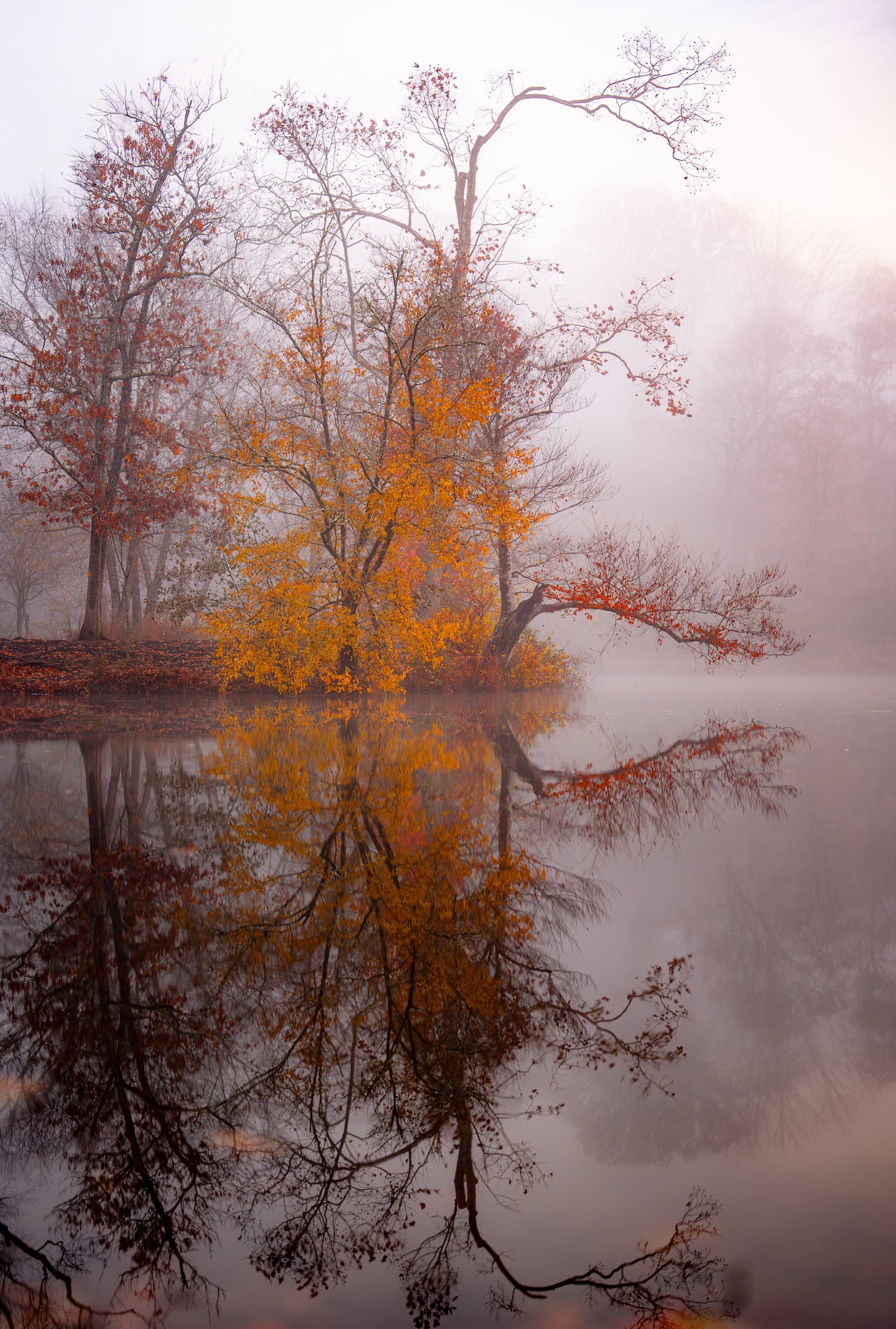 Autumn trees mirrored in a foggy pond at dawn