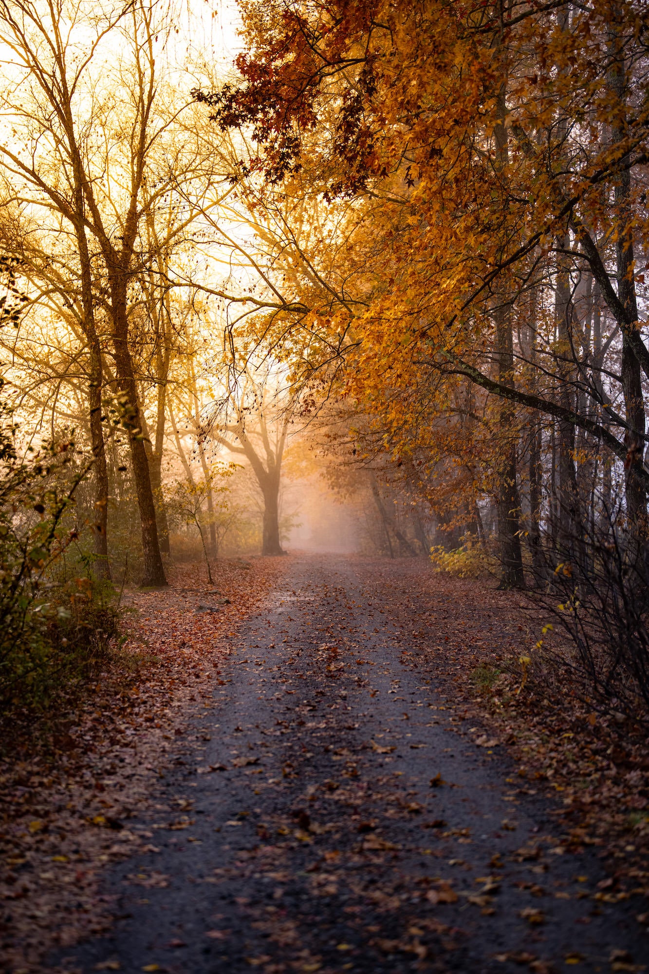 Misty autumn path lined with orange foliage