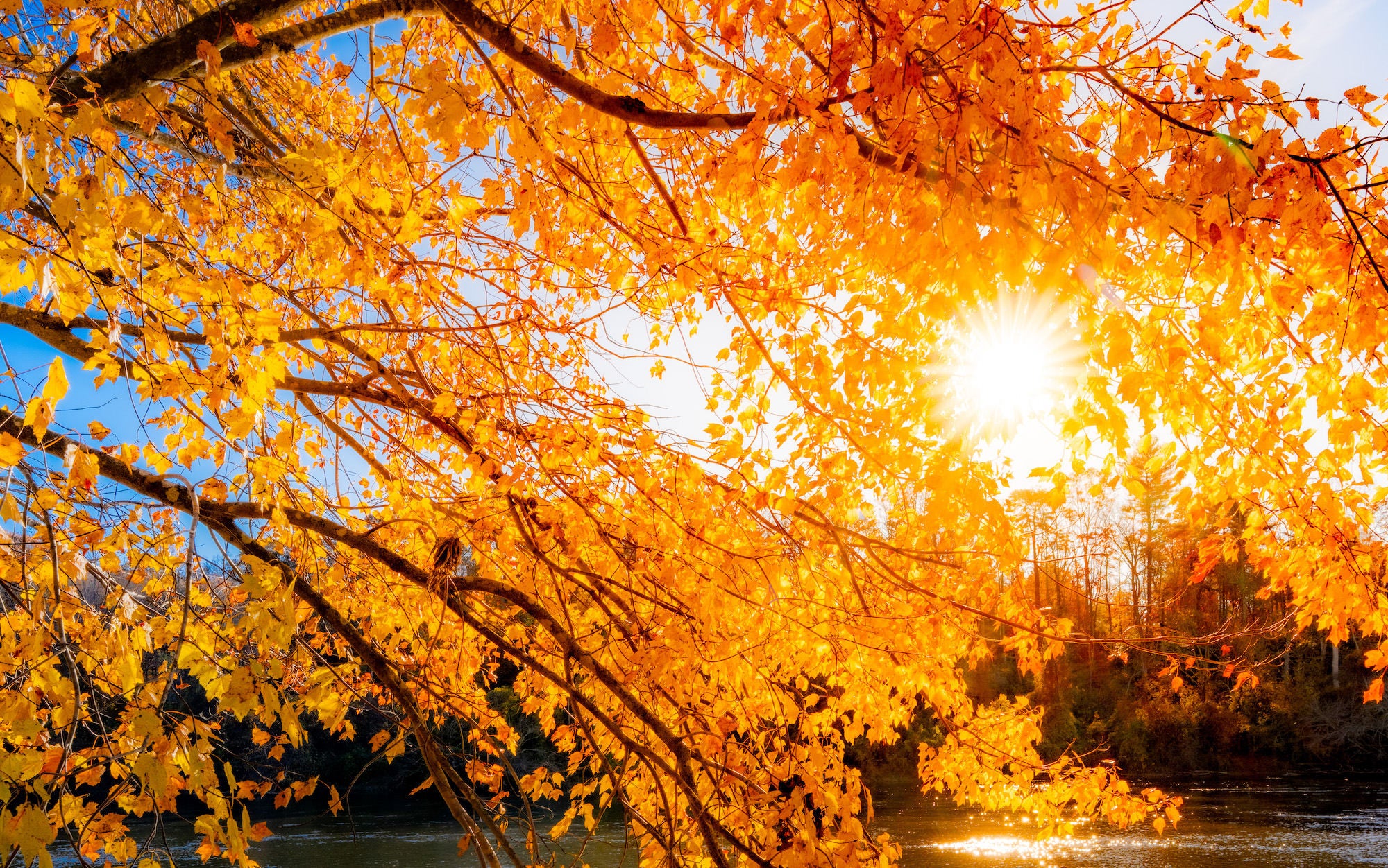 Sunstar shining through golden maple leaves over water