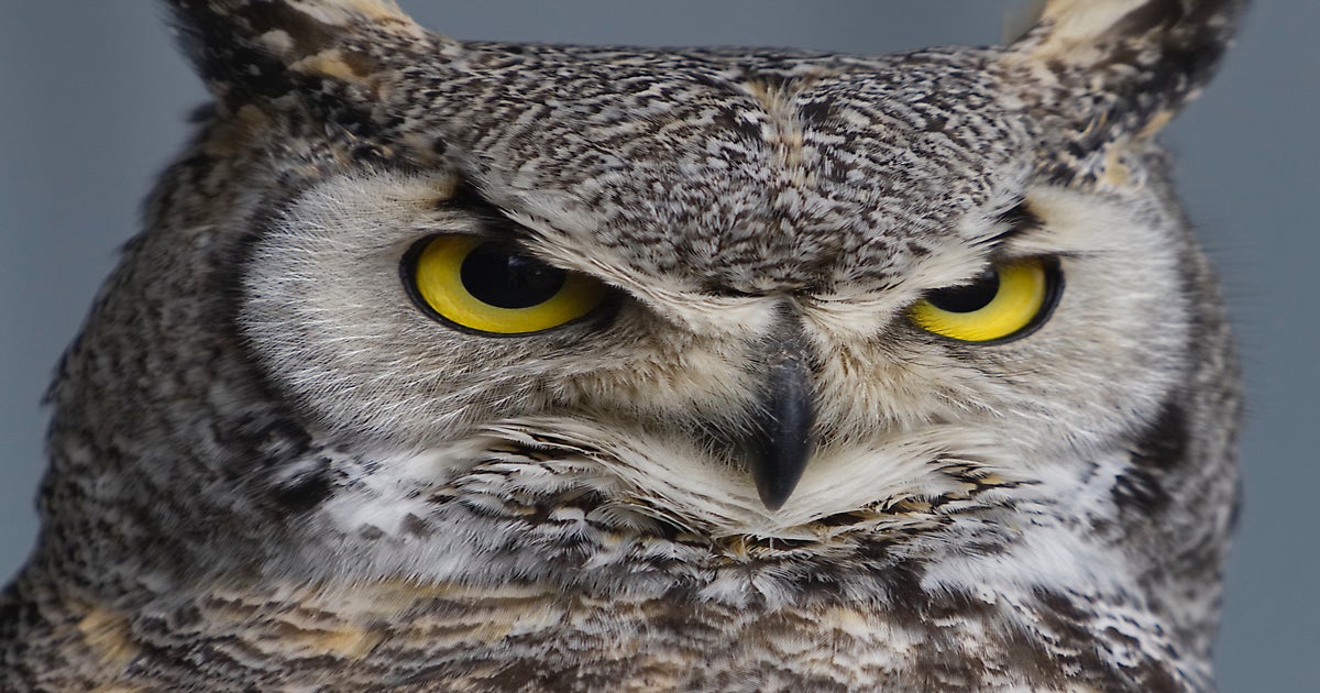 Alberta Birds of Prey Workshop With Stuart Dryden | Sony | Alpha Universe