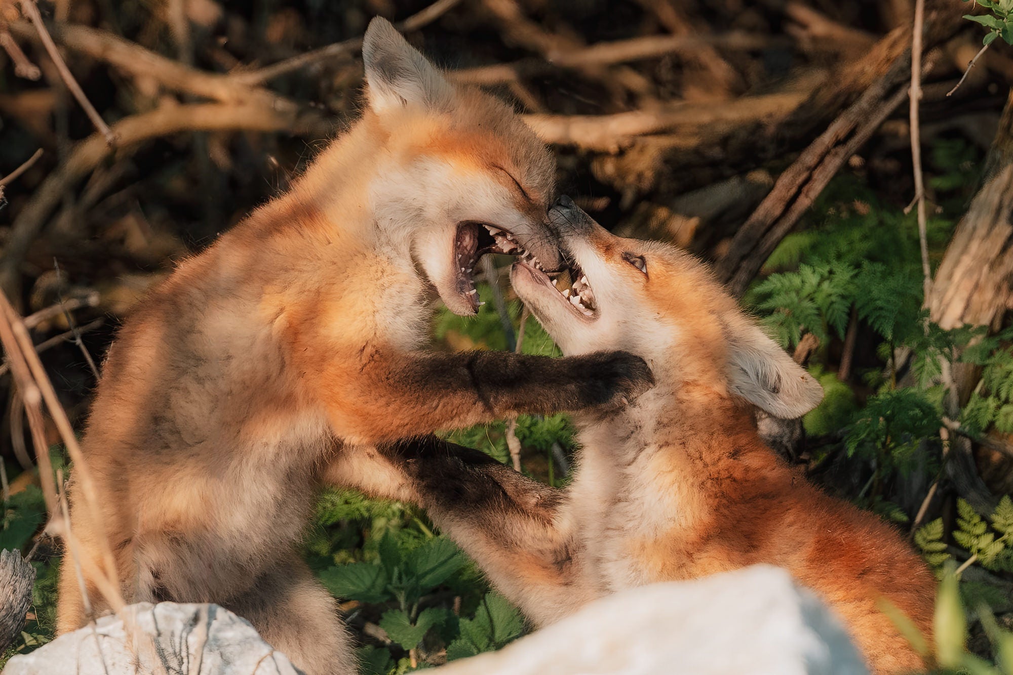 Two red fox cubs wrestling face to face with open mouths among ferns and fallen branches in warm light.