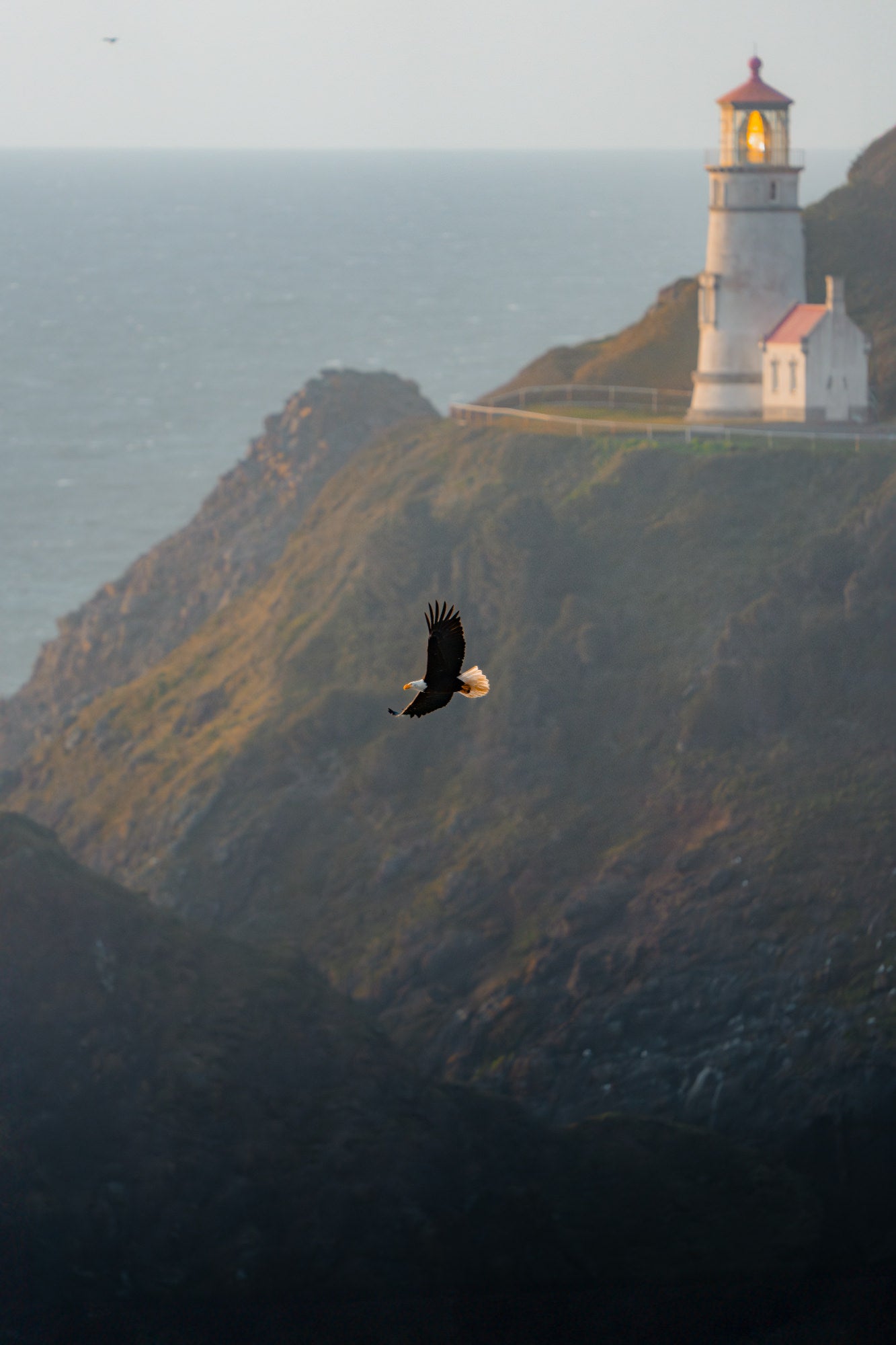 Bald eagle soaring over a dark coastal cliff with a lit lighthouse above the ocean behind it. Photo by Tomer Negrin. Alpha 7R V. 200-600mm f/5.6-6.3. f/6.3. 1/1000-sec. ISO 800