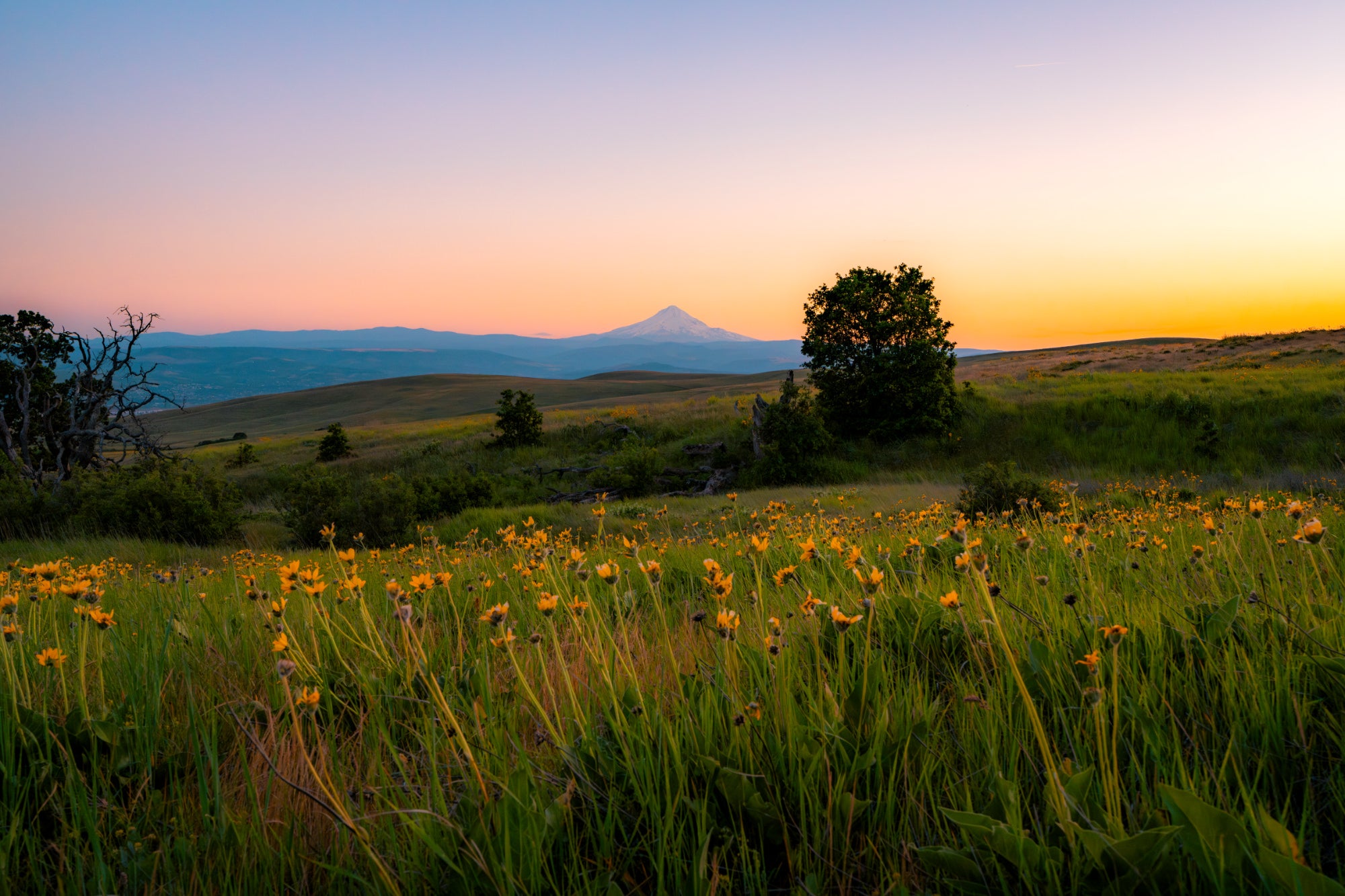 Yellow wildflowers fill a grassy hillside at sunset with a snow-capped peak and lone tree on the horizon. Photo by Tomer Negrin. Alpha 7R V. 16-35mm f/2.8 G Master II. f/11. 1/80-sec. ISO 640.